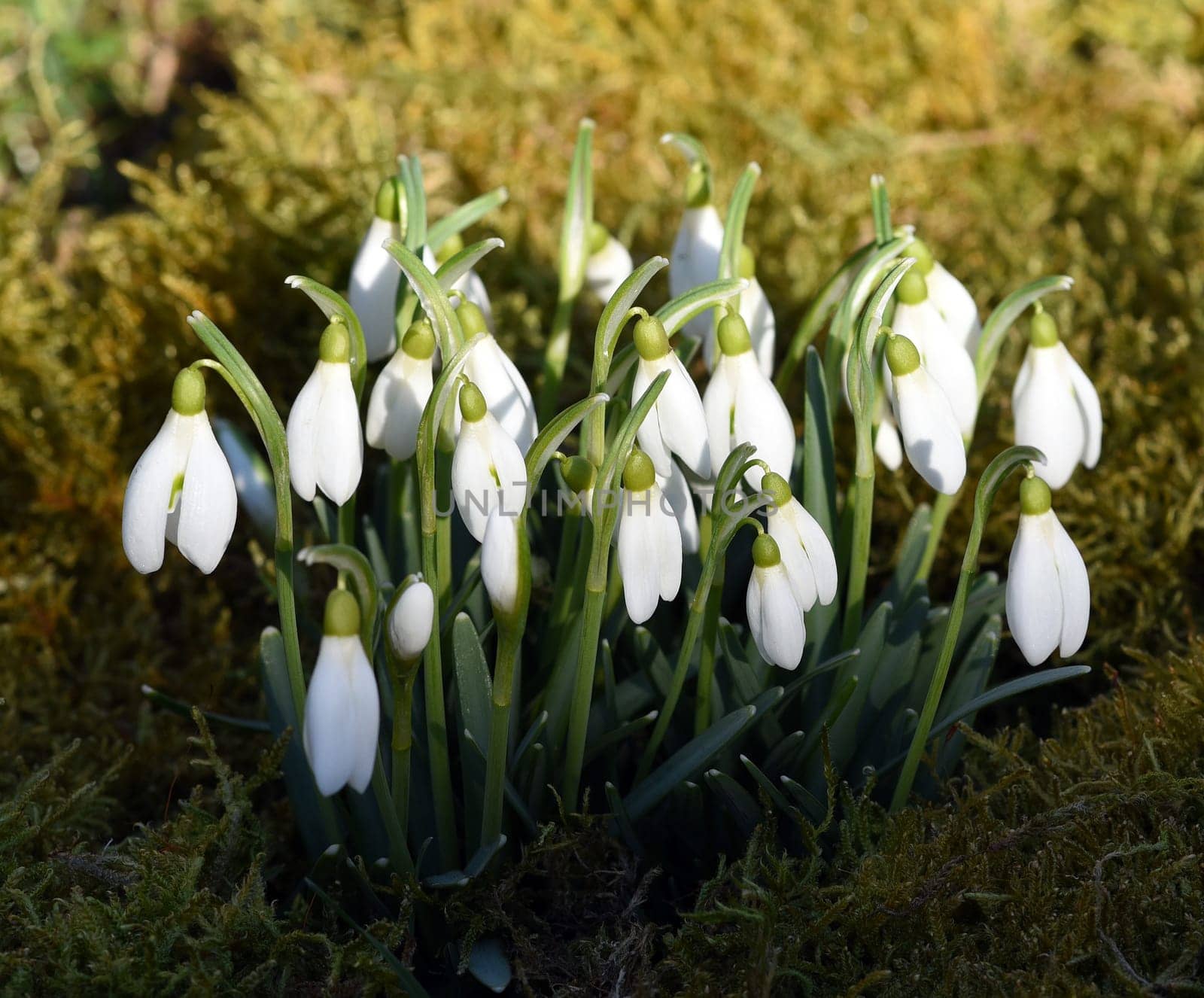 Snow globchen,Galanthus nivalis,is a flower that blooms in winter and an important medicinal plant. Snowdrop,Galanthus nivalis,is a flower that blooms in winter and is an important medicinal plant.