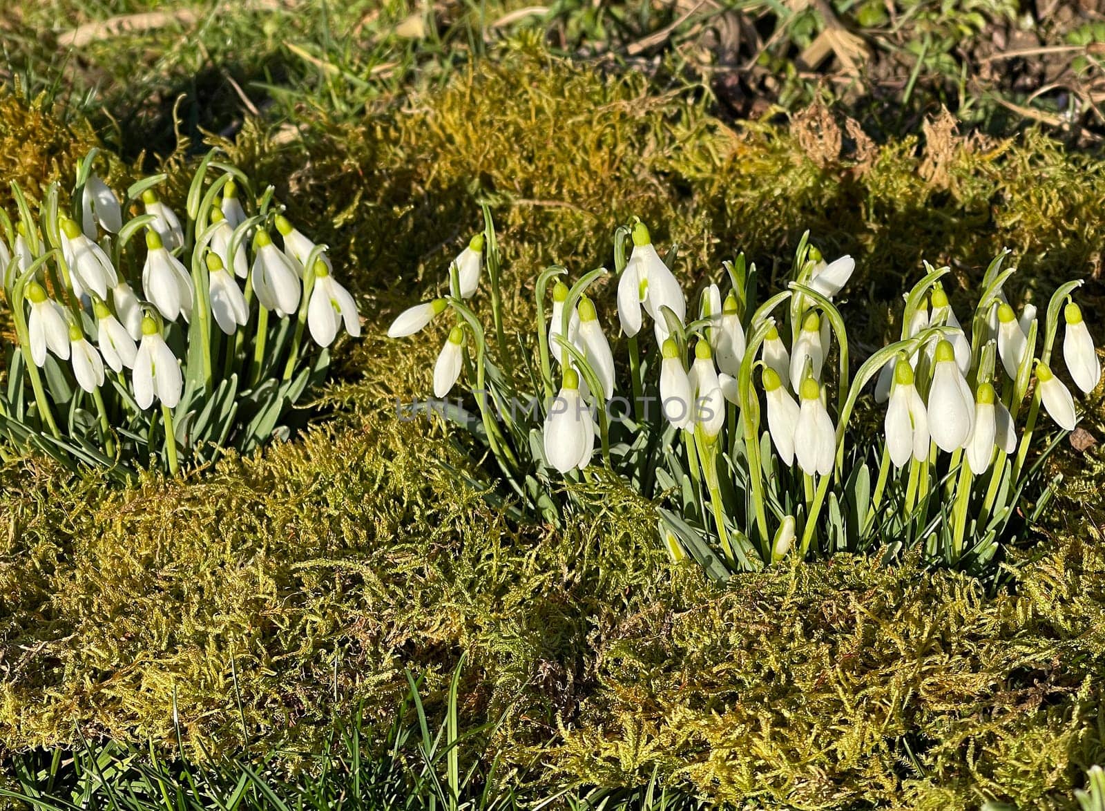 Snow globchen,Galanthus nivalis,is a flower that blooms in winter and an important medicinal plant. Snowdrop,Galanthus nivalis,is a flower that blooms in winter and is an important medicinal plant.