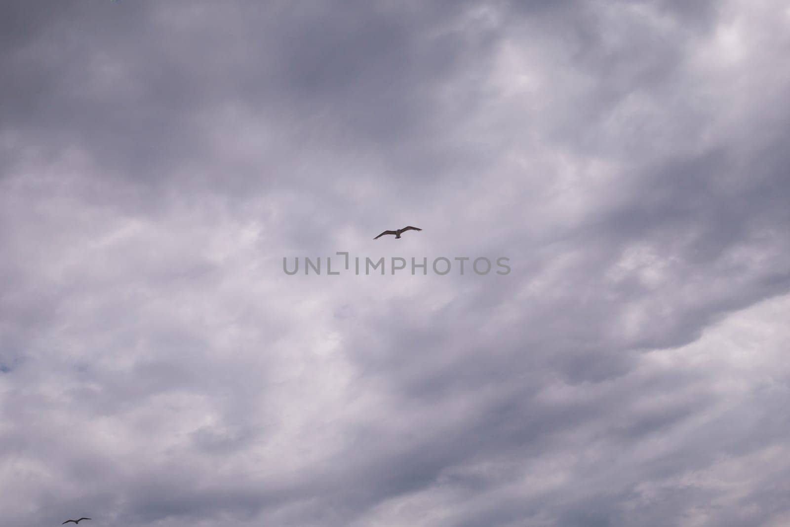 Seagull flying in cloudy sky at day. seagull flying among the clouds.