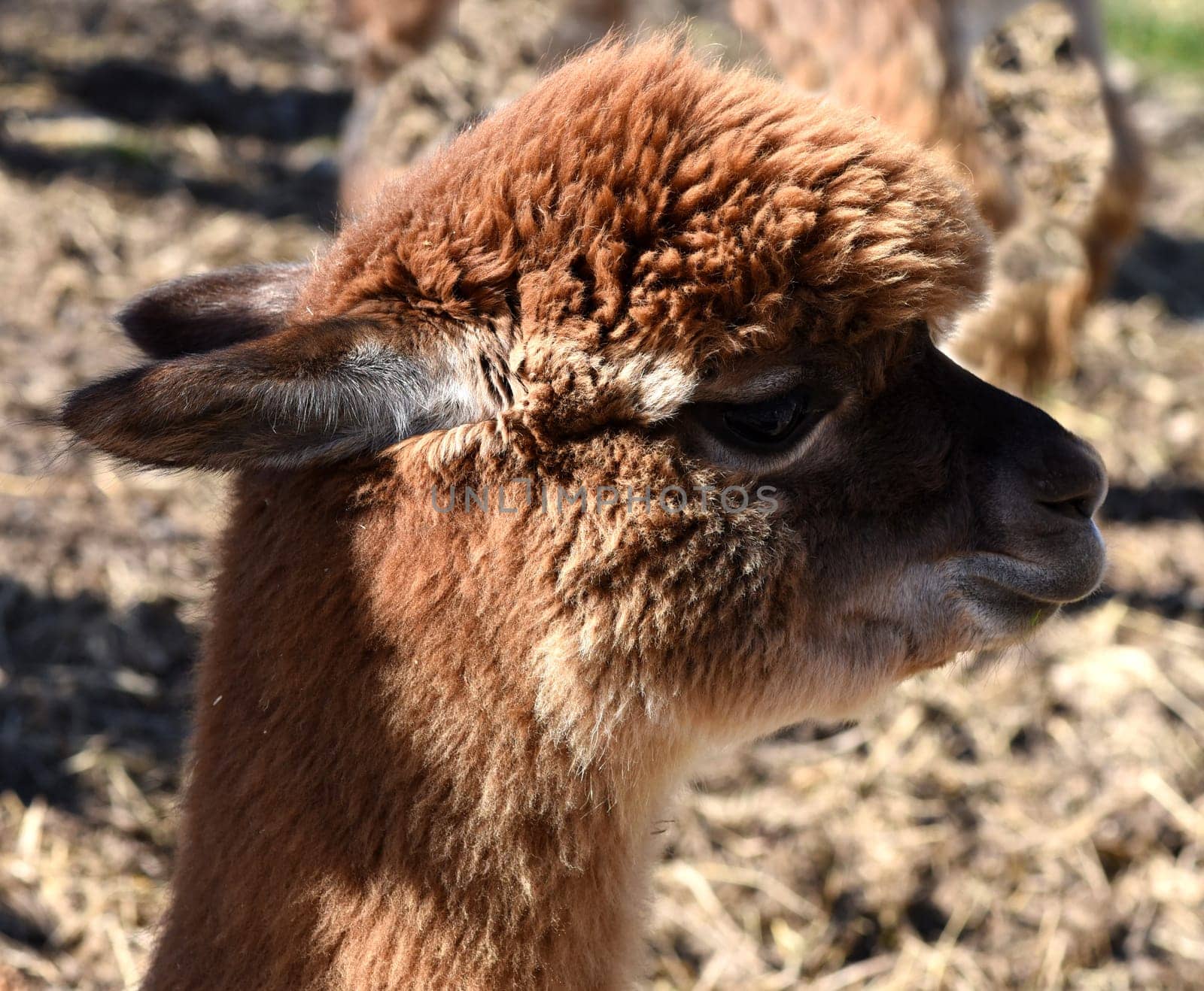 The llama,llama glama and alpacas are a species of camels. They are common in the South American Andes and are a pet form derived from the guanaco. The llama,llama glama and alpacas are a species of camels. They are distributed in the South American Andes and are a domestic species descended from the guanaco