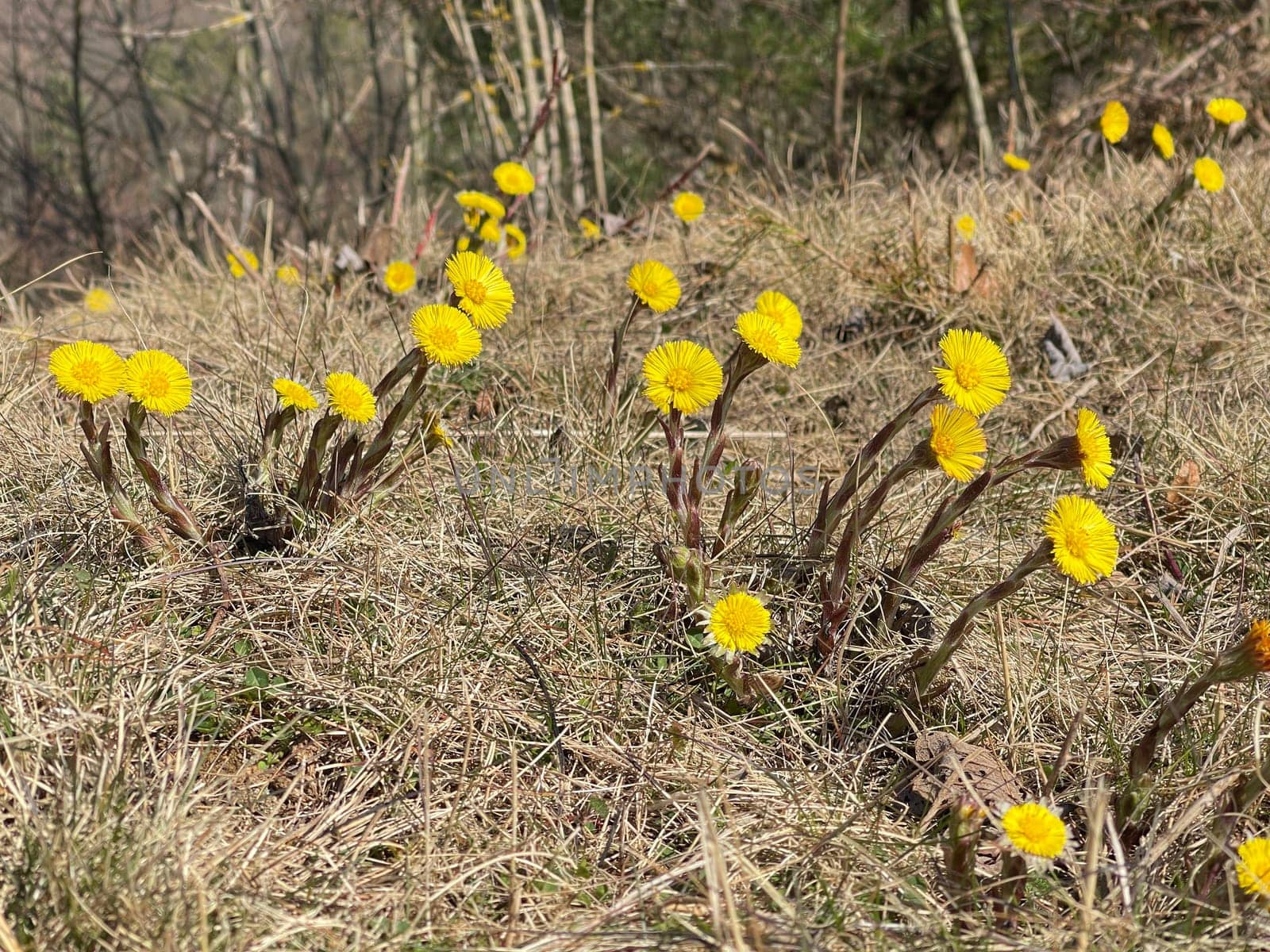 Coltsfoot,Tussilago Farfara and a medicinal plant with yellow aldermen. It occurs wild and is also used in medicine. Coltsfoot,Tussilago Farfara and a medicinal plant with yellow flowers. It occurs wild and is also used in medicine.