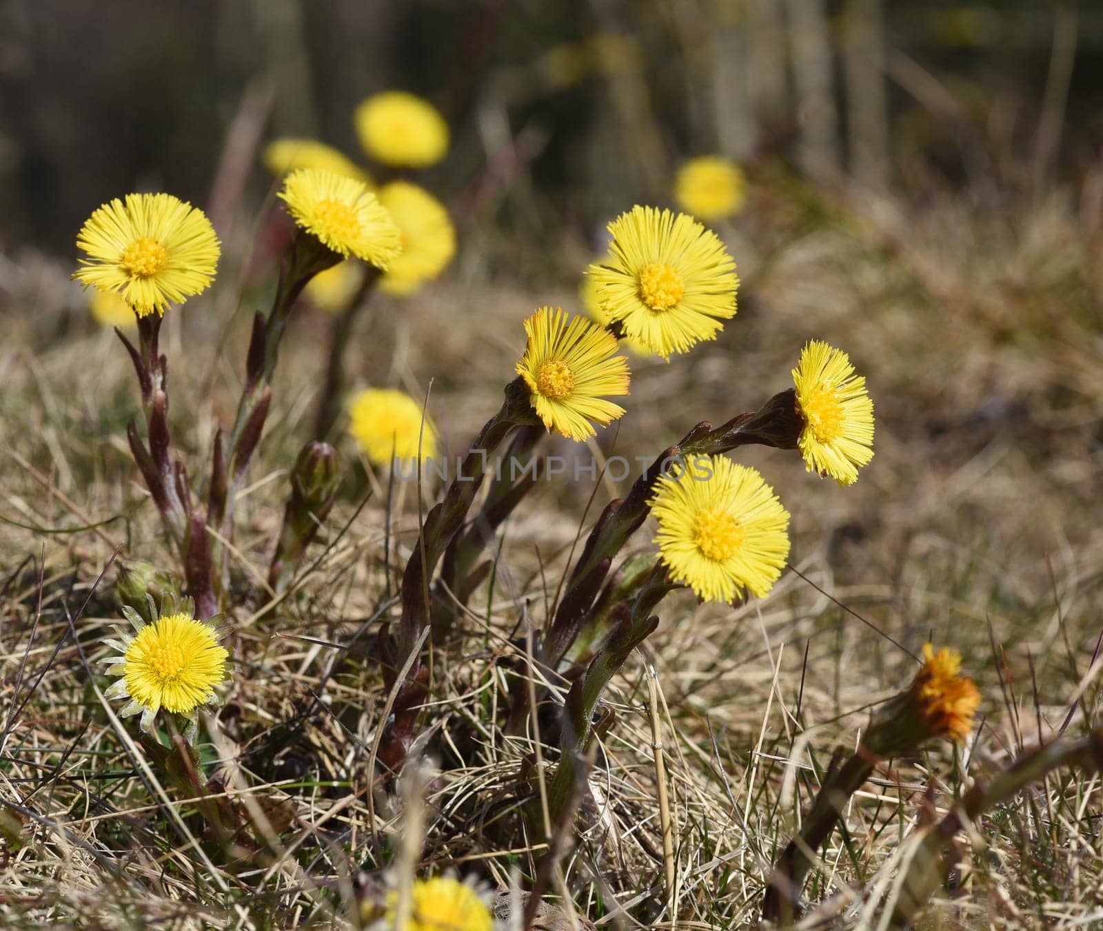 Coltsfoot,Tussilago Farfara and a medicinal plant with yellow aldermen. It occurs wild and is also used in medicine. Coltsfoot,Tussilago Farfara and a medicinal plant with yellow flowers. It occurs wild and is also used in medicine.