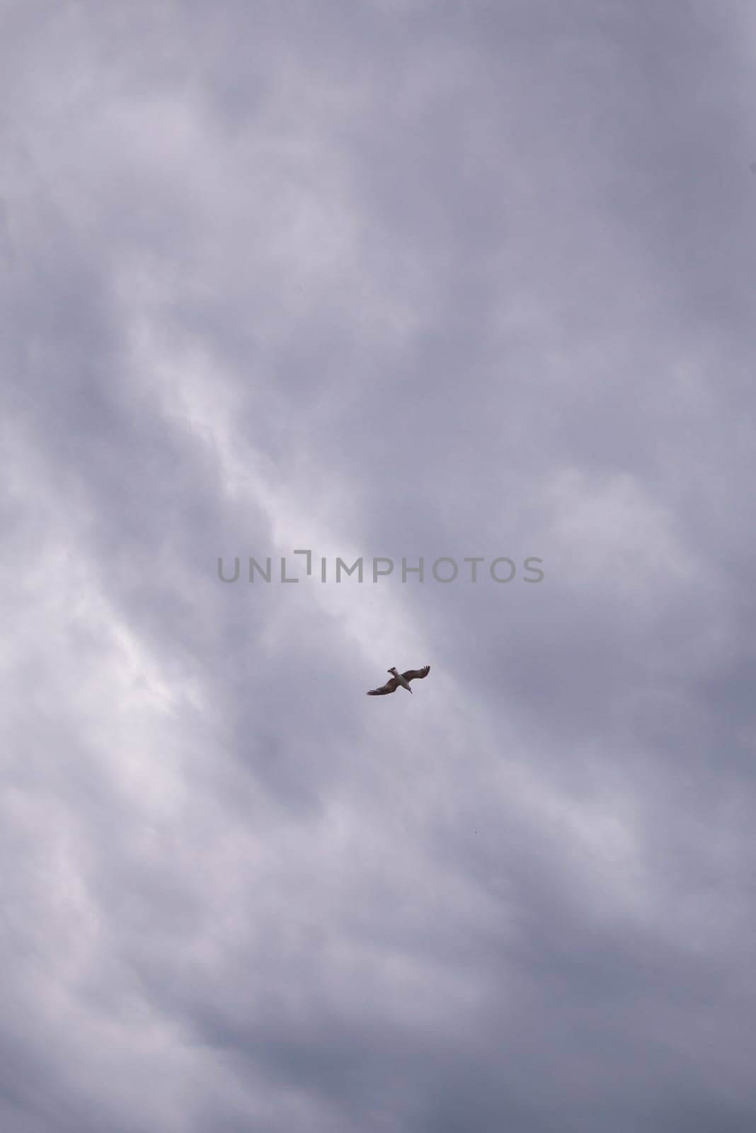 Seagull flying in cloudy sky at day. seagull flying among the clouds.