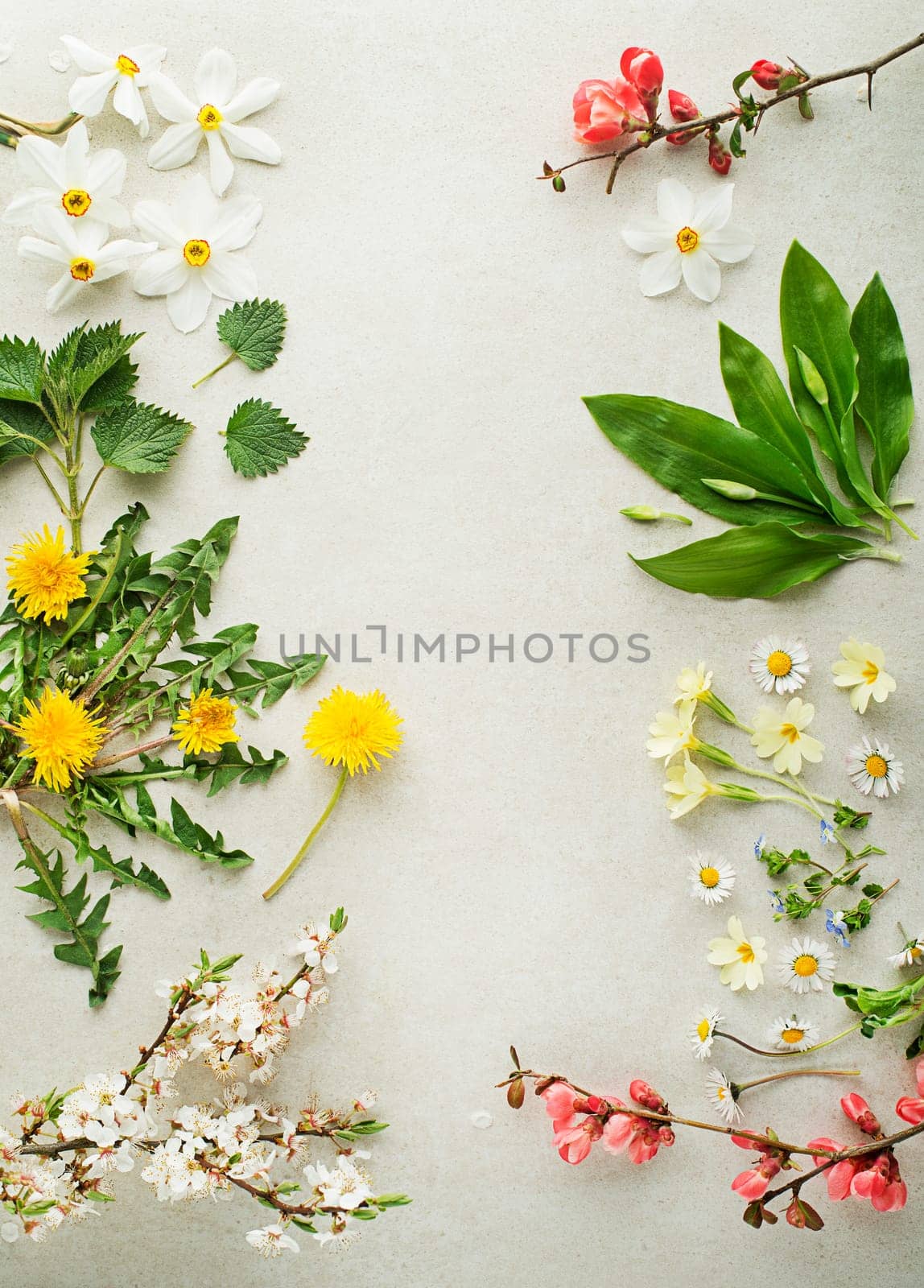 Wild garlic, nettle, dandelion, ground and other medicinal herbs and wild edible plants growing in early spring. Spring background with blossom, flowers and herb plants