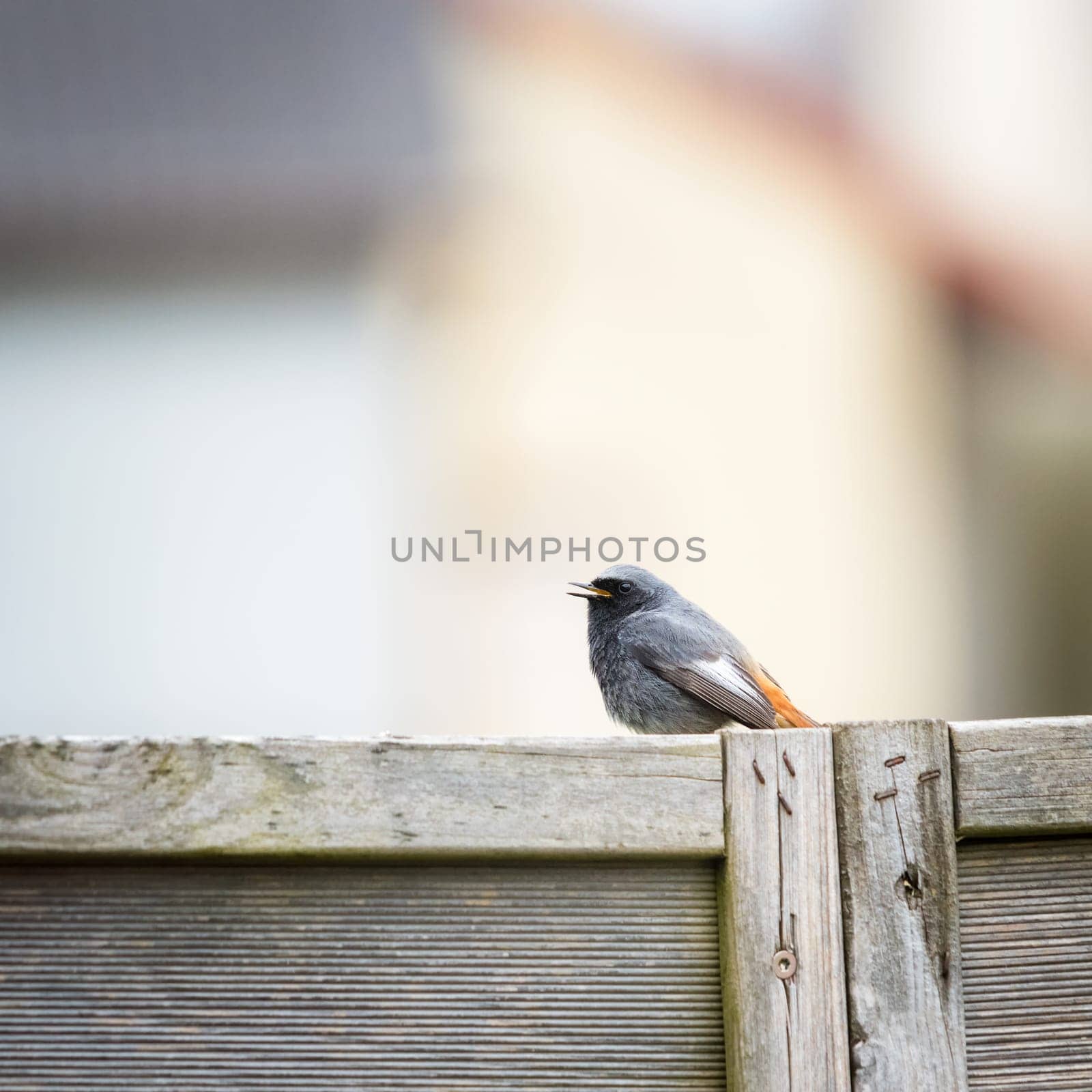 female redstart on a perch singing