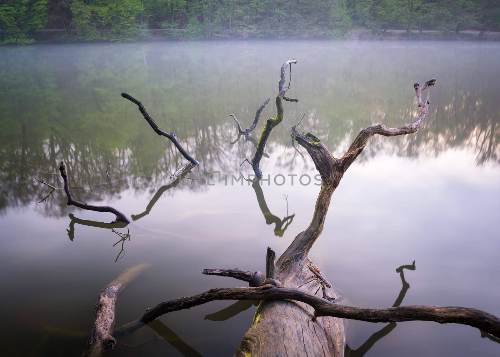 A closeup of tree logs in a lake in the evening - perfect for wallpapers