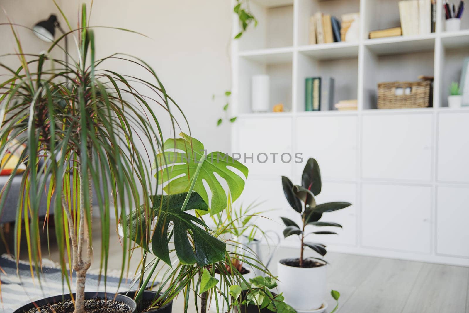 Collection of various tropical green plants in different pots. Front angle view photo of modern living room indoor with scandinavian interior, comfortable furniture, urban jungle.