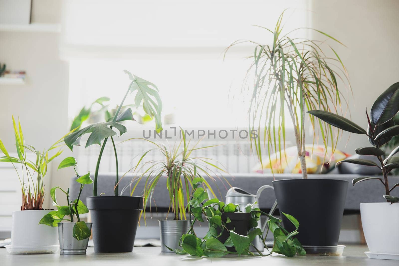 Potted houseplands, watering can, sprayer on gray background. Collection of various tropical green plants in different pots. Home gardening, care about flowerpots in interior design, hobby concept