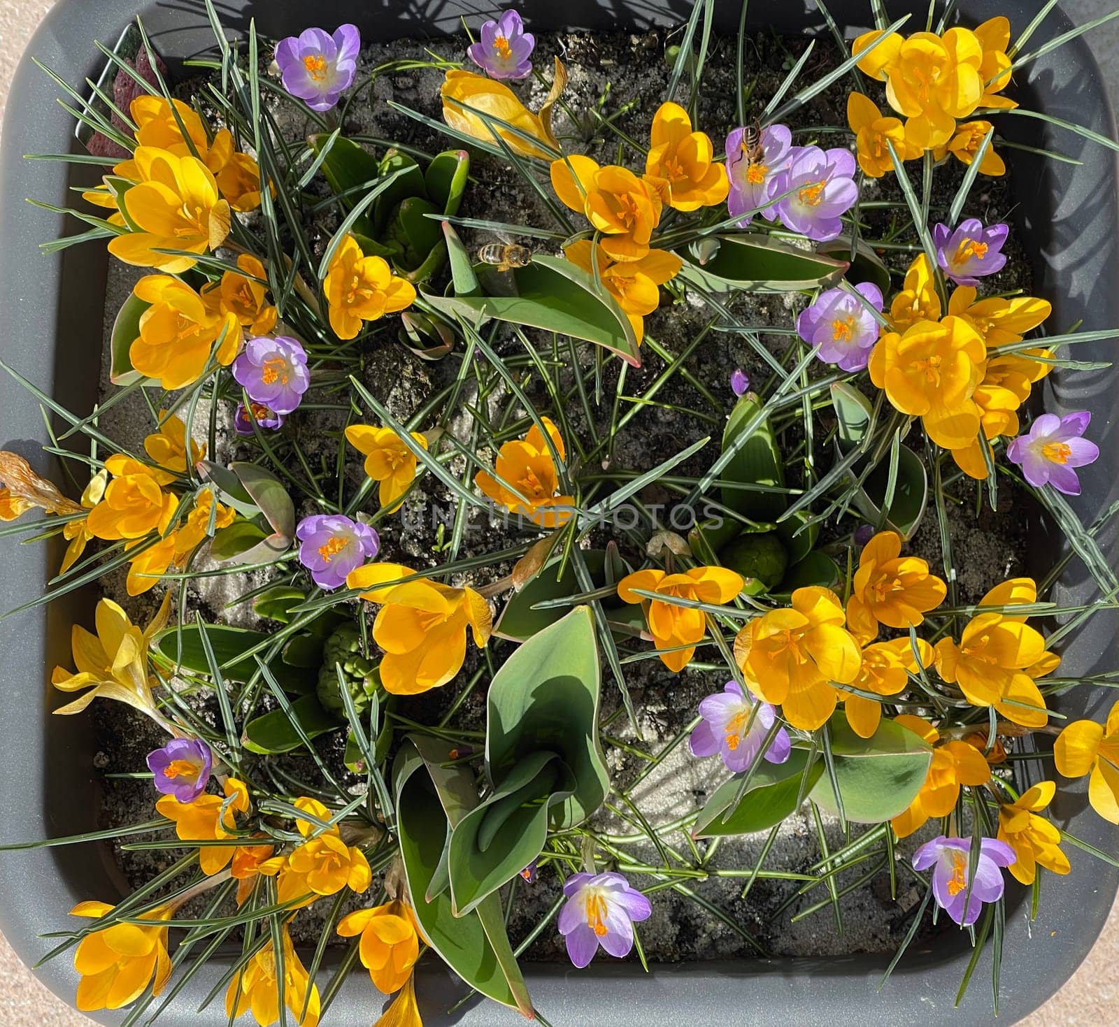 Crocus,Crocus tommasinianus is a bulbous plant that blooms in early spring. Crocus,Crocus tommasinianus is a bulbous plant that flowers in early spring.