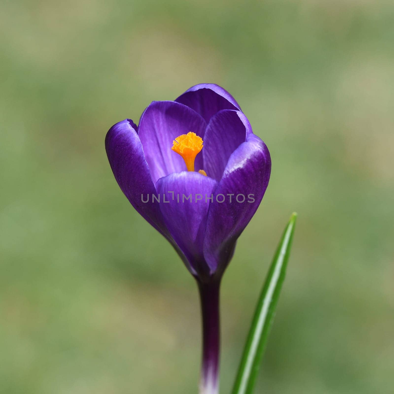 Crocus,Crocus is a bulbous plant that blooms in early spring. Crocus,Crocus tommasinianus is a bulbous plant that flowers in early spring.