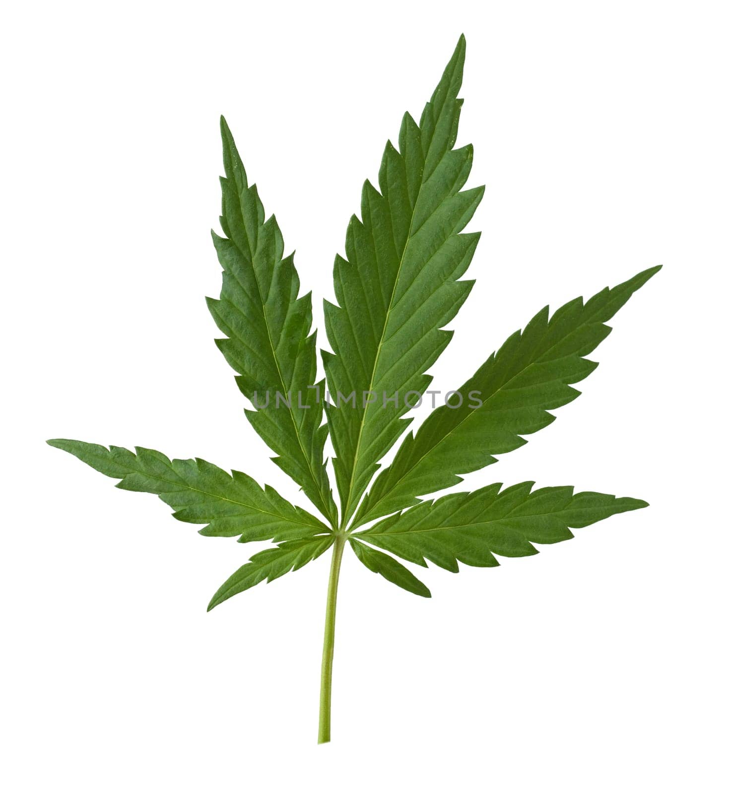 Hemp,cannabis indica is a useful and narcotic plant that is also used in medicine. Hemp,cannabis indica is a useful and narcotic plant that is also used in medicine.