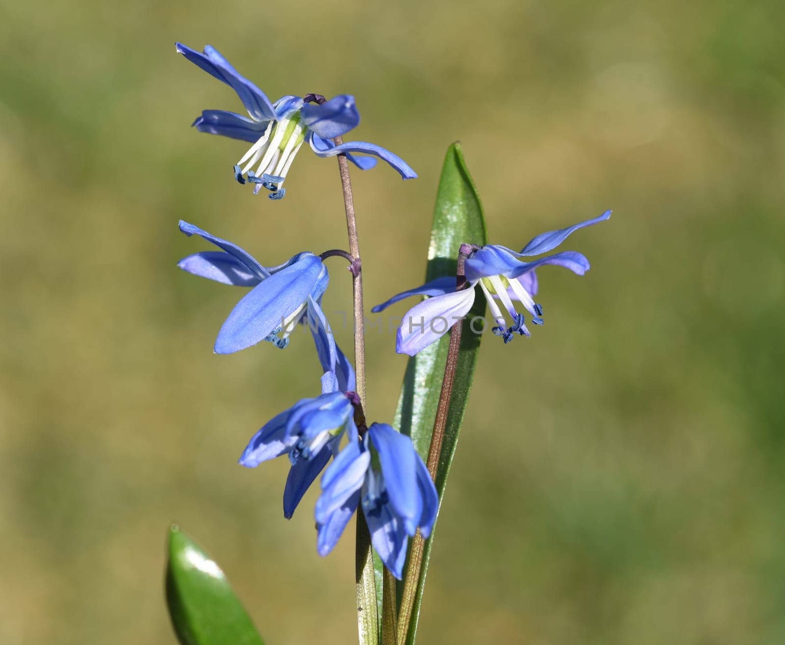 Bluestar,Scilla Sibirica,Bluestar is an early bluefish with beautiful blue flowers. Squill,Scilla Sibirica,Squill is an early bloomer with beautiful blue flowers.