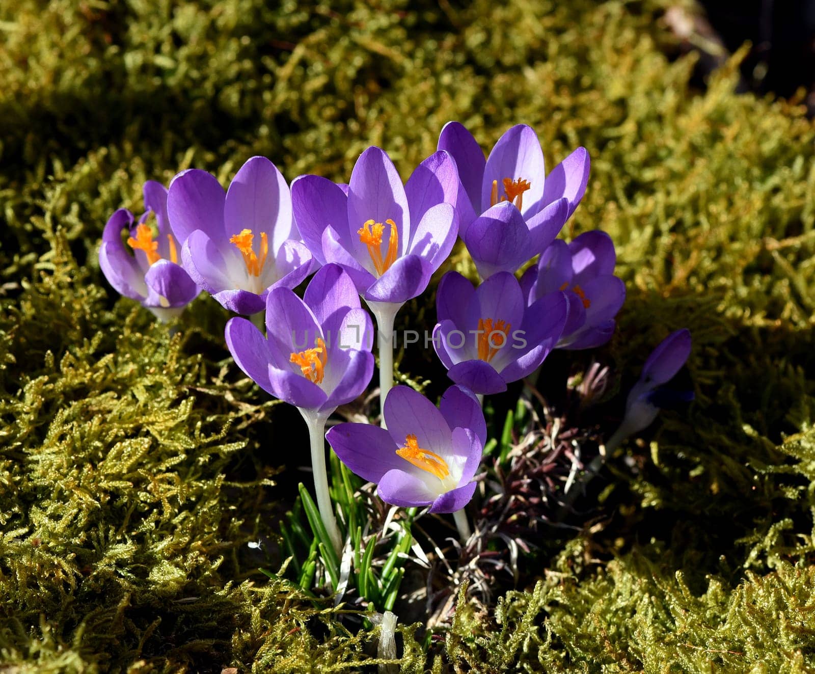 Crocus,Crocus tommasinianus is a bulbous plant that blooms in early spring. Crocus,Crocus tommasinianus is a bulbous plant that flowers in early spring.