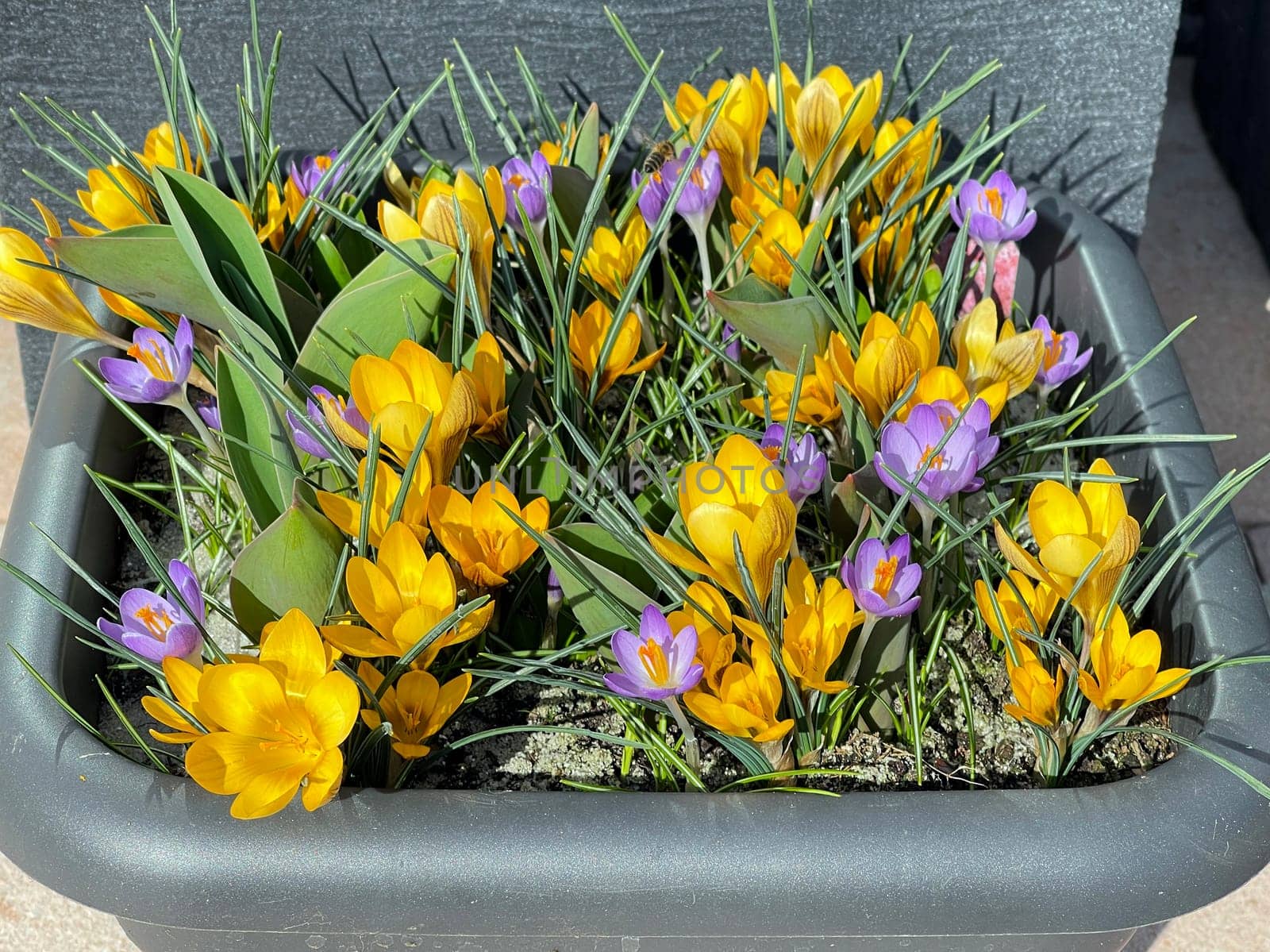 Crocus,Crocus tommasinianus is a bulbous plant that blooms in early spring. Crocus,Crocus tommasinianus is a bulbous plant that flowers in early spring.