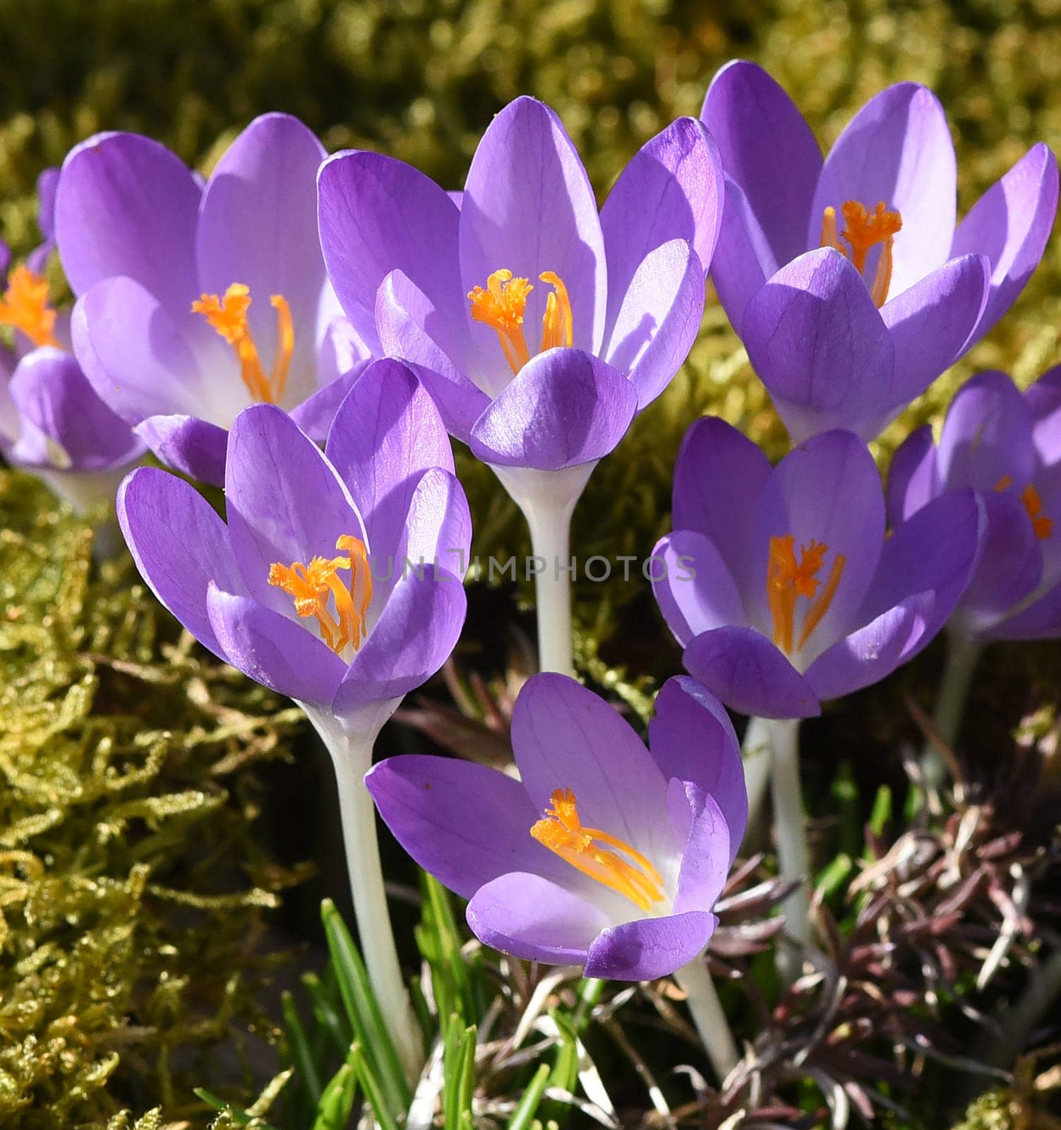 Crocus,Crocus tommasinianus is a bulbous plant that blooms in early spring. Crocus,Crocus tommasinianus is a bulbous plant that flowers in early spring.