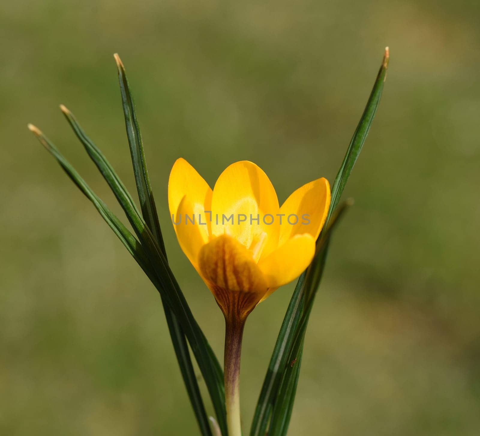 Crocus,Crocus is a bulbous plant that blooms in early spring. Crocus,Crocus tommasinianus is a bulbous plant that flowers in early spring.