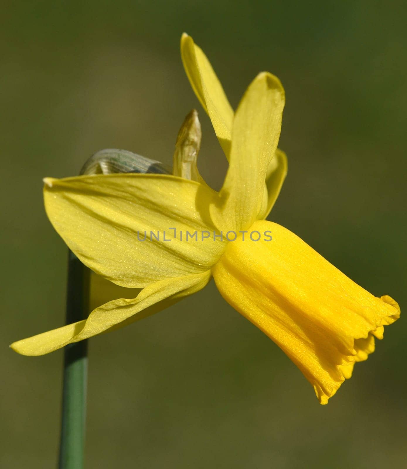 Daffodils are very attractive early blues with predominantly yellow flowers. Daffodils are very attractive early bloomers with predominantly yellow flowers.