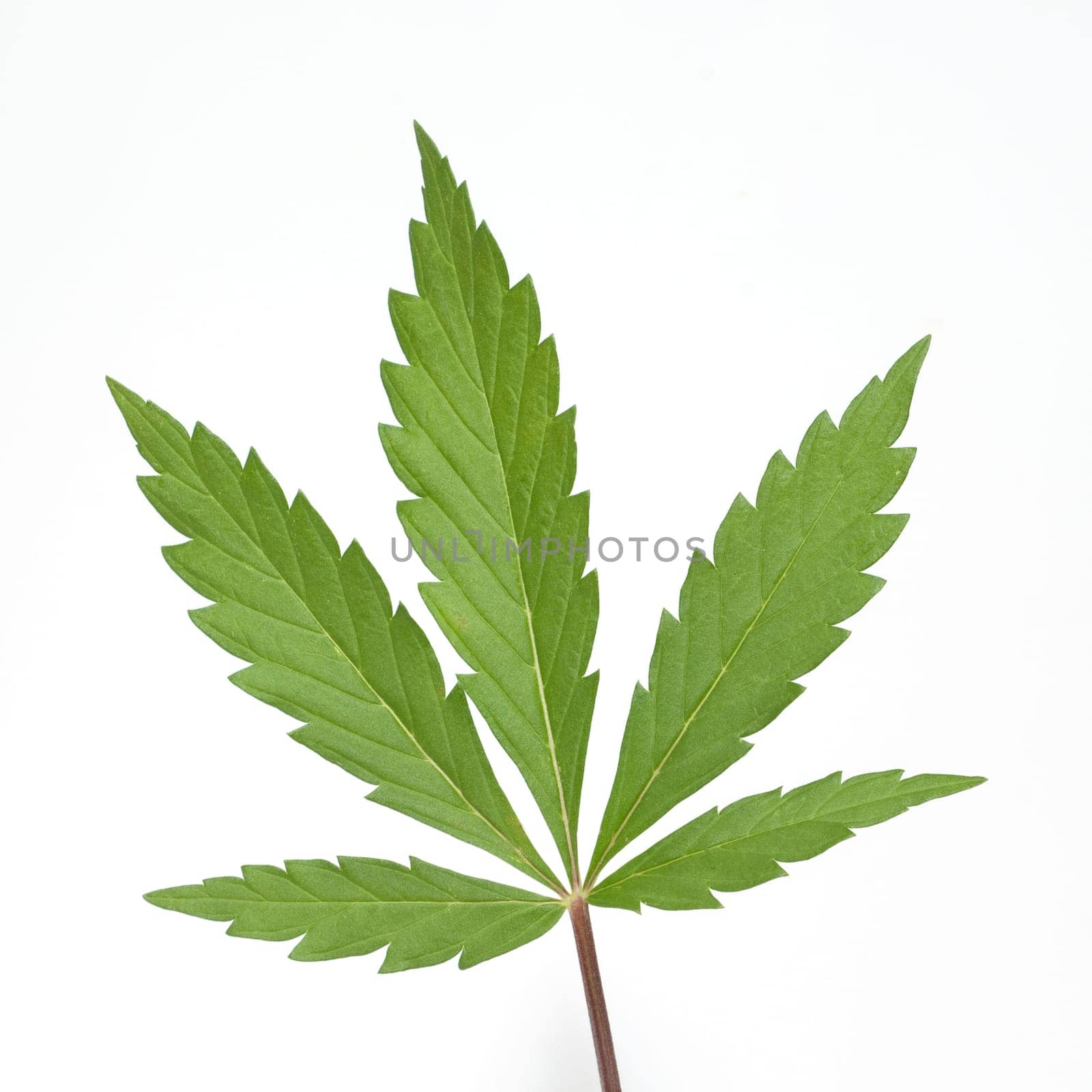 Hemp,cannabis indica is a useful and narcotic plant that is also used in medicine. Hemp,cannabis indica is a useful and narcotic plant that is also used in medicine.