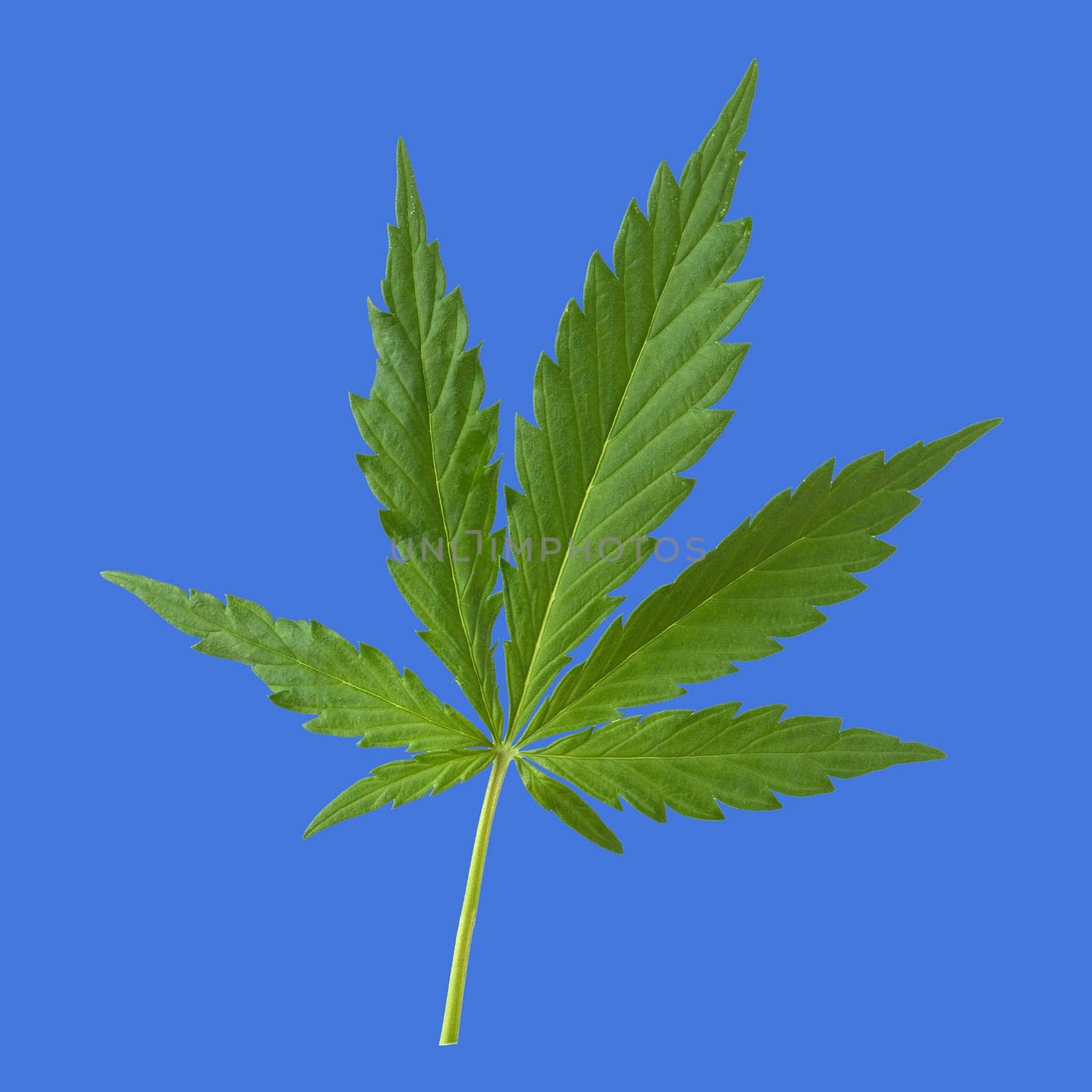 Hemp,cannabis indica is a useful and narcotic plant that is also used in medicine. Hemp,cannabis indica is a useful and narcotic plant that is also used in medicine.