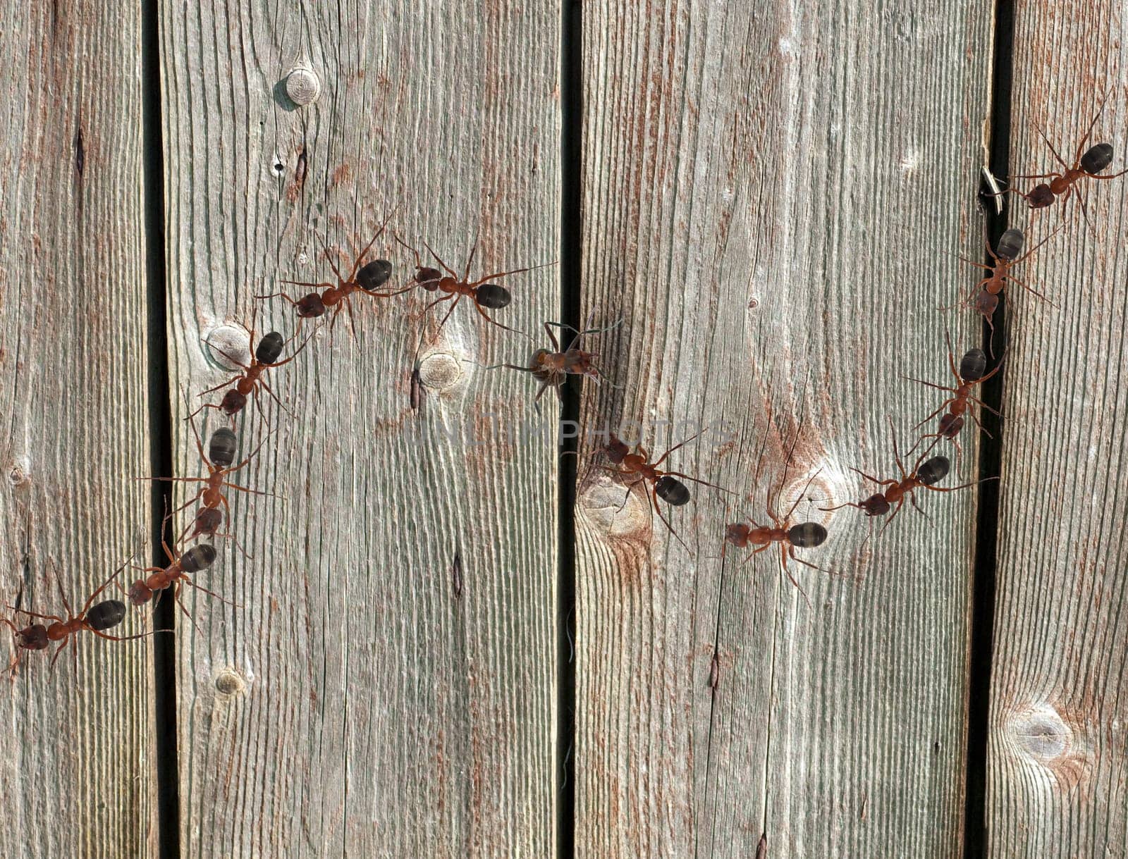 Red forest ant,Formica rufa,is a useful,protected insect that lives in the forest and forms large states. Red wood ant,Formica rufa,is a useful,protected insect that lives in the forest and forms large colonies.