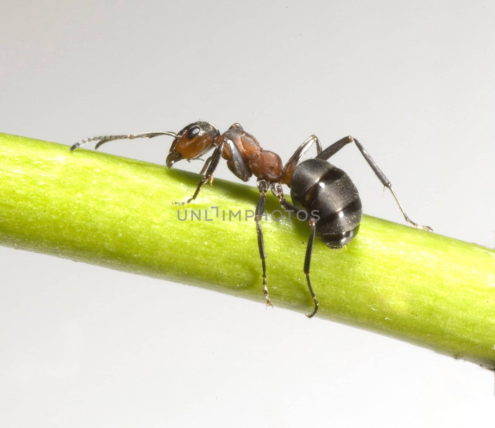Red forest ant,Formica rufa,is a useful,protected insect that lives in the forest and forms large states. Red wood ant,Formica rufa,is a useful,protected insect that lives in the forest and forms large colonies.