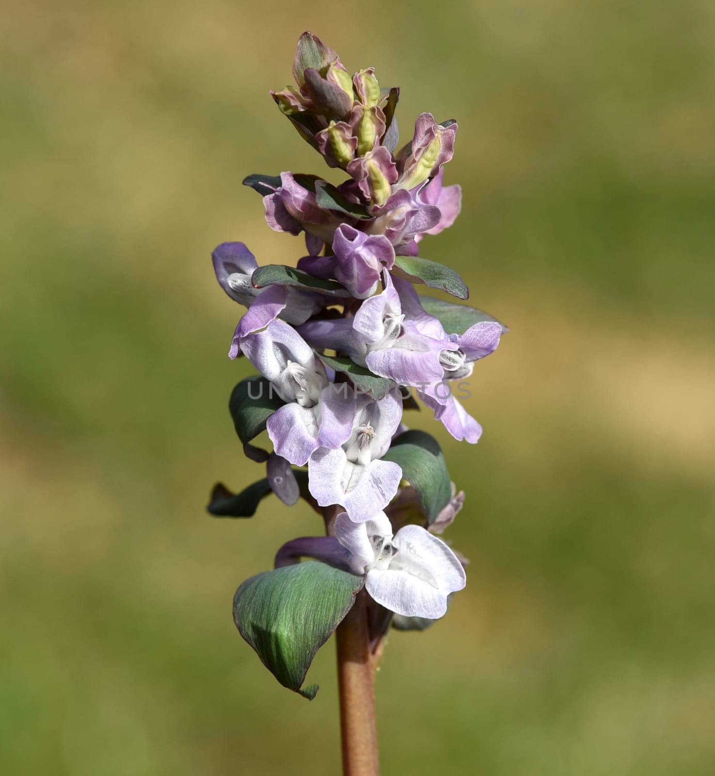 Corydalis cava is a bulbous plant that blooms in early spring. Larkspur,Corydalis cava is a bulbous plant that flowers in early spring.