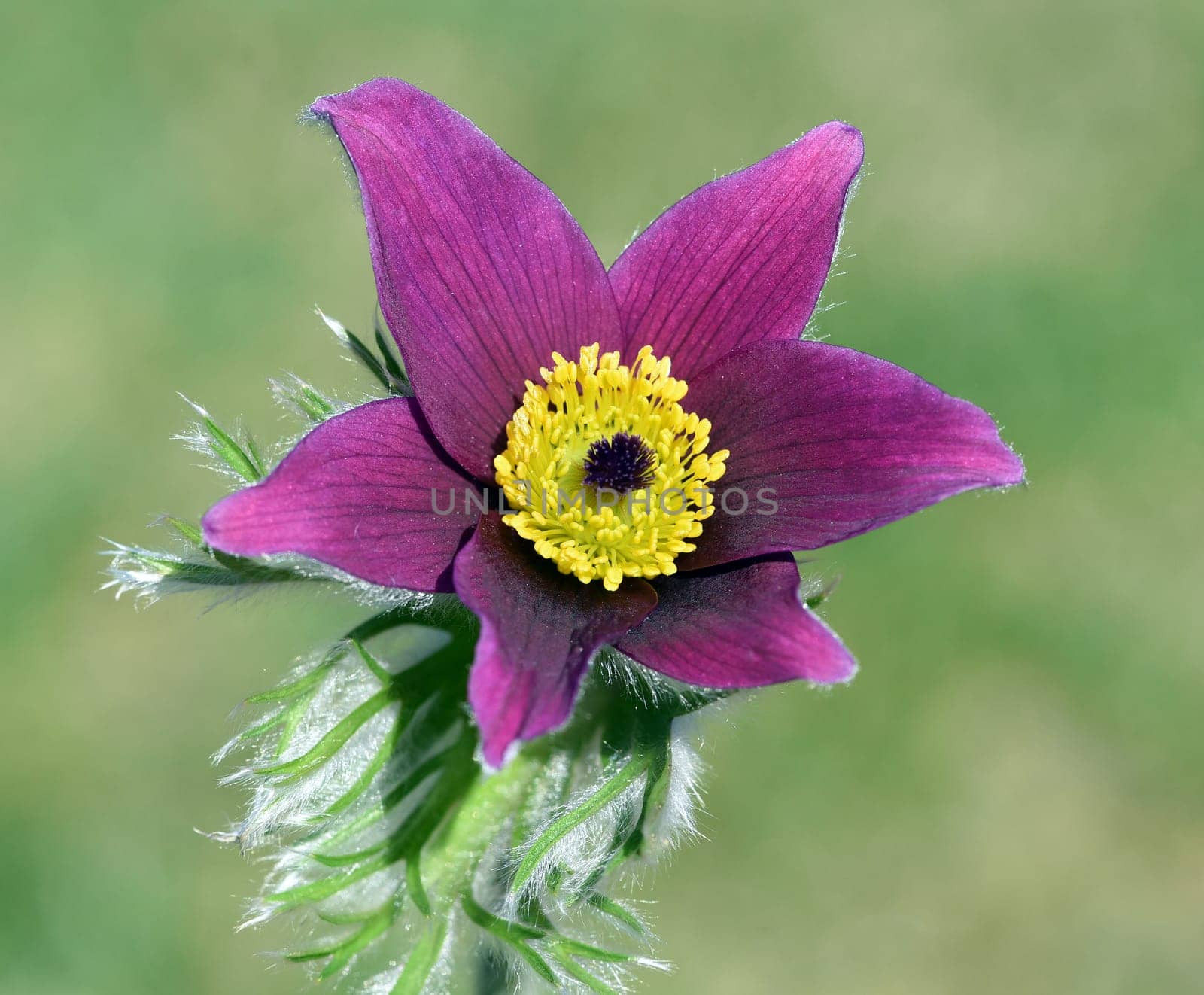 Pulsatilla,vulgaris is an early bluefish with beautiful flowers in blue and red. Pasqueflower,Pulsatilla,vulgaris is an early bloomer with beautiful flowers in blue and red.