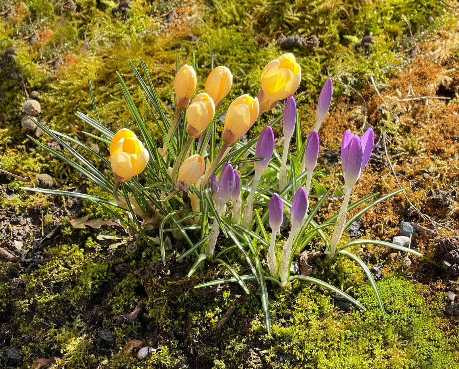Crocus,Crocus tommasinianus is a bulbous plant that blooms in early spring. Crocus,Crocus tommasinianus is a bulbous plant that flowers in early spring.