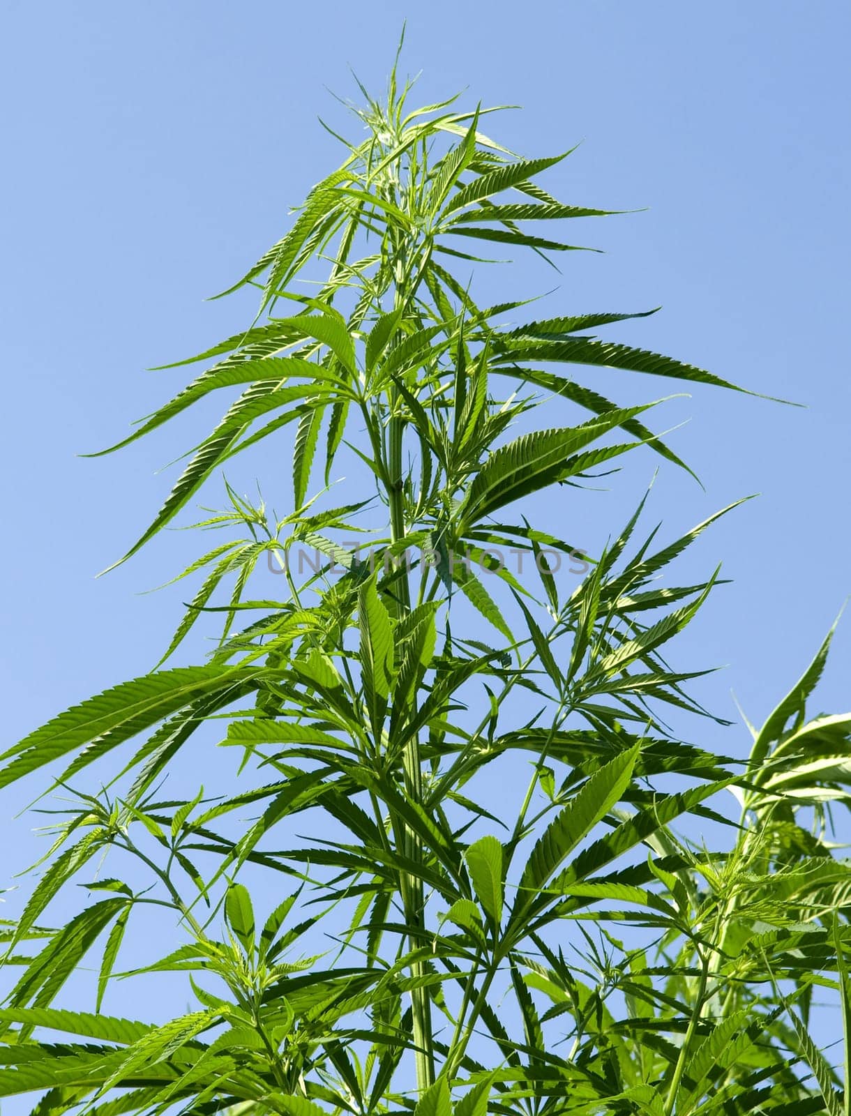 Hemp,cannabis indica is a useful and narcotic plant that is also used in medicine. Hemp,cannabis indica is a useful and narcotic plant that is also used in medicine.