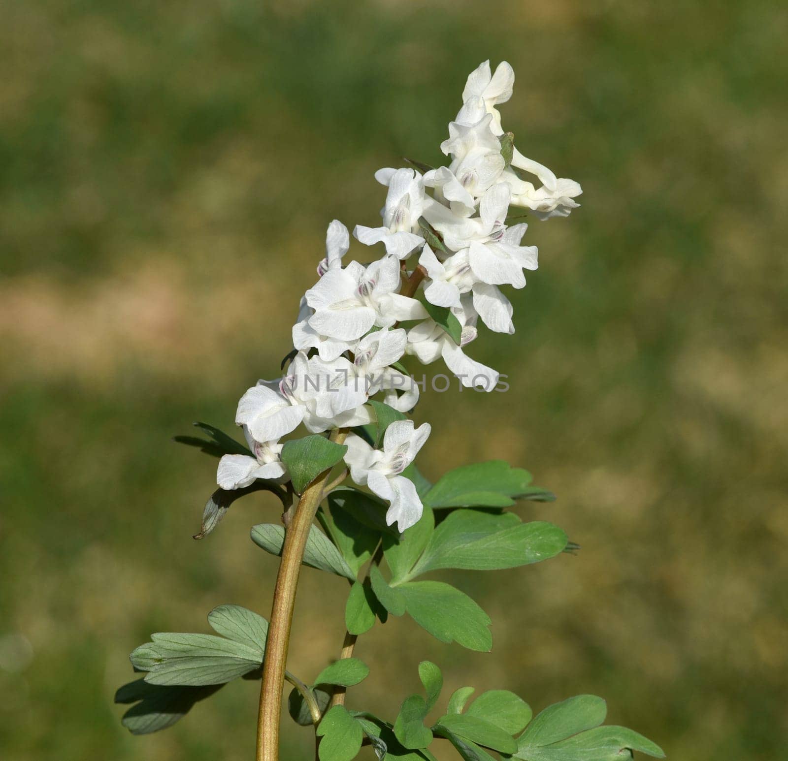 Corydalis cava is a bulbous plant that blooms in early spring. Larkspur,Corydalis cava is a bulbous plant that flowers in early spring.