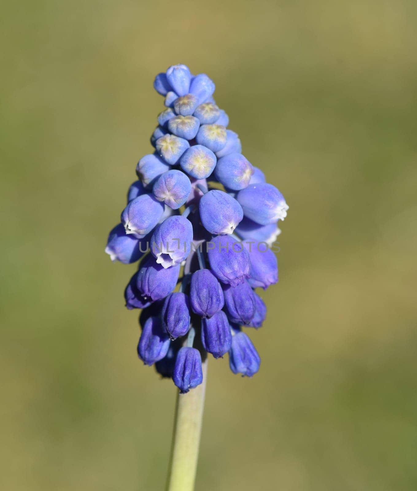 Grape hyacinth,Muscari latifolium is an early bluefish with beautiful blue flowers. Grape Hyacinth,Muscari latifolium is an early bloomer with beautiful blue flowers.