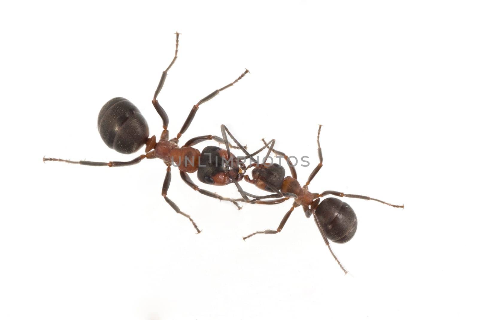 Red forest ant,Formica rufa,is a useful,protected insect that lives in the forest and forms large states. Red wood ant,Formica rufa,is a useful,protected insect that lives in the forest and forms large colonies.