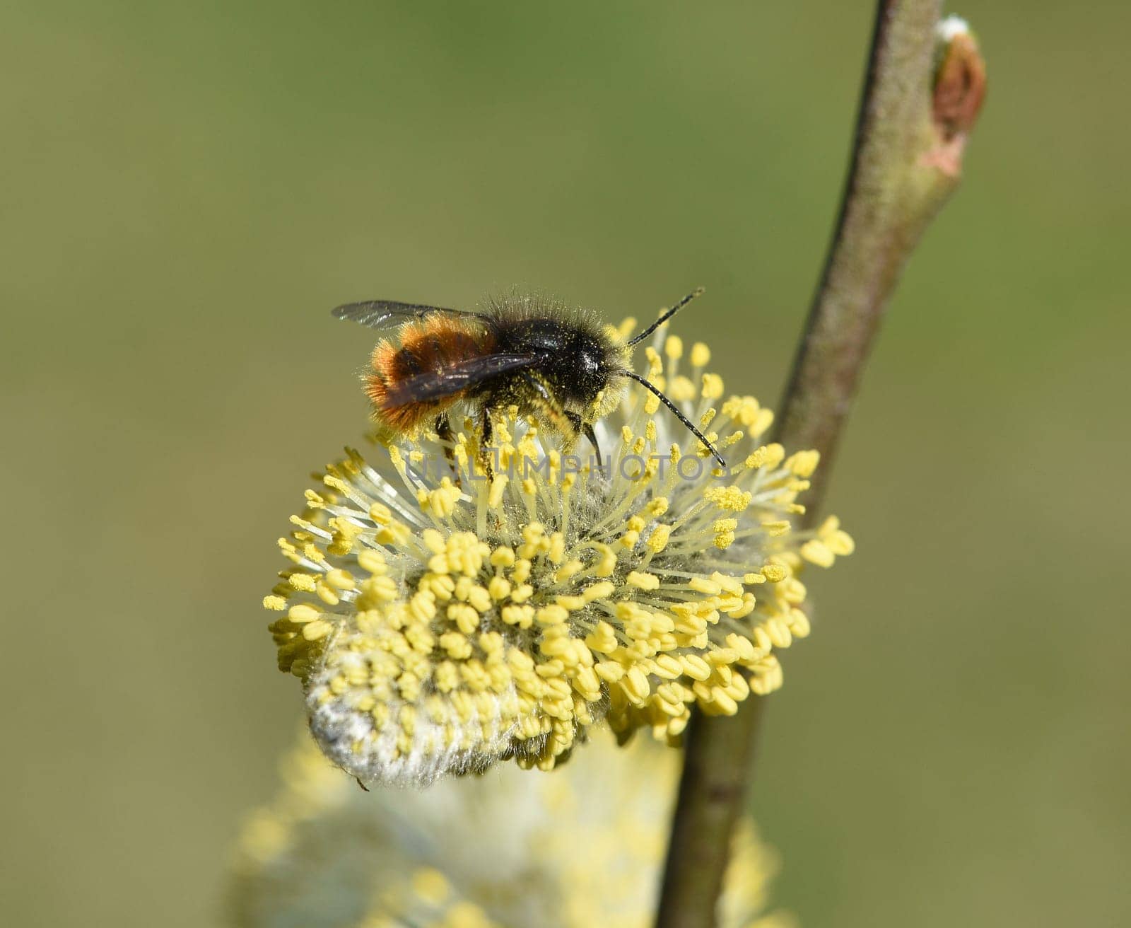 Willows with their willow trees,Salix are early blues that serve the bees as the first food in spring. Willows with their pussy willows,salix,are early bloomers that serve as the first food for the bees in spring.