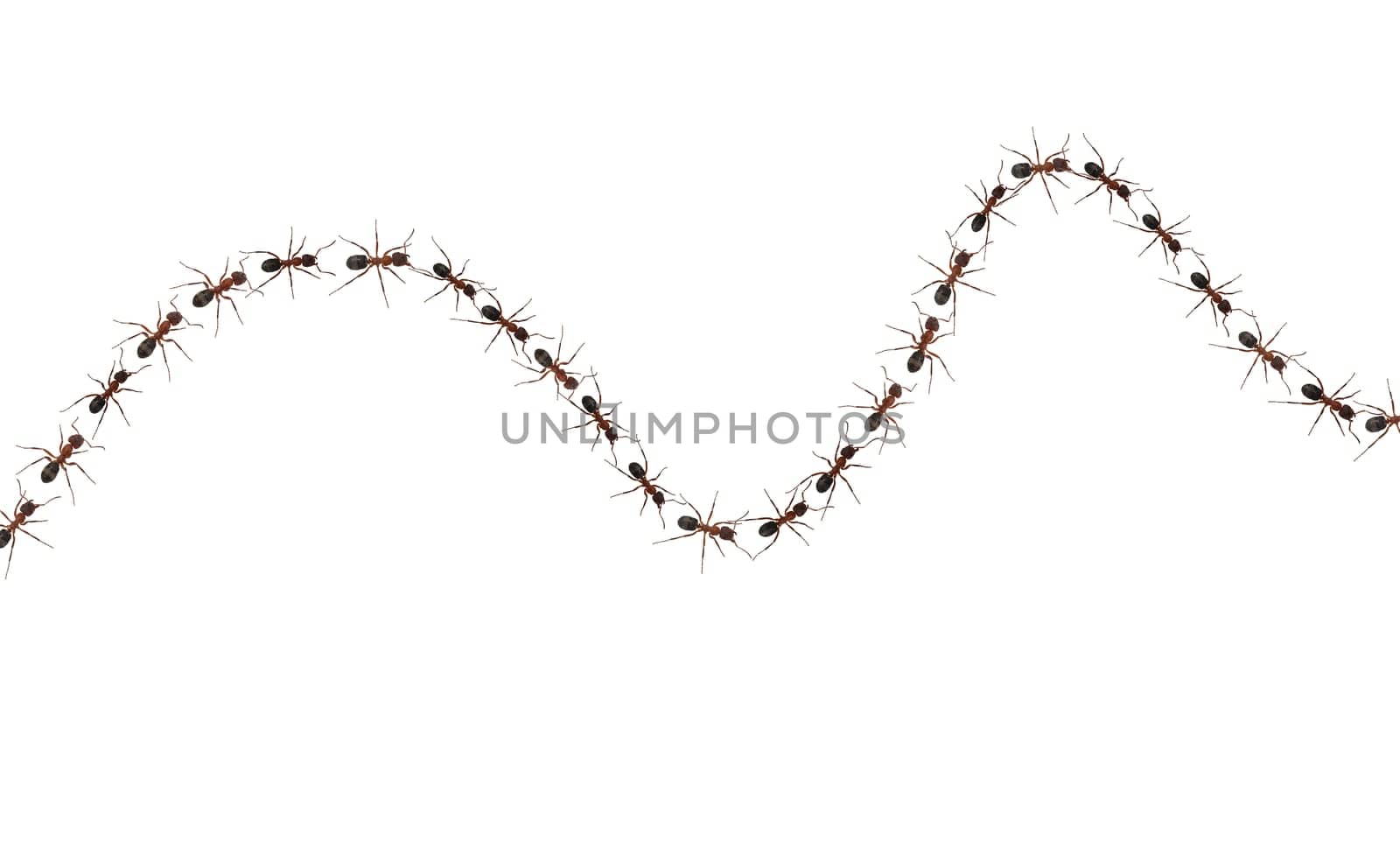 Red forest ant,Formica rufa,is a useful,protected insect that lives in the forest and forms large states. Red wood ant,Formica rufa,is a useful,protected insect that lives in the forest and forms large colonies.