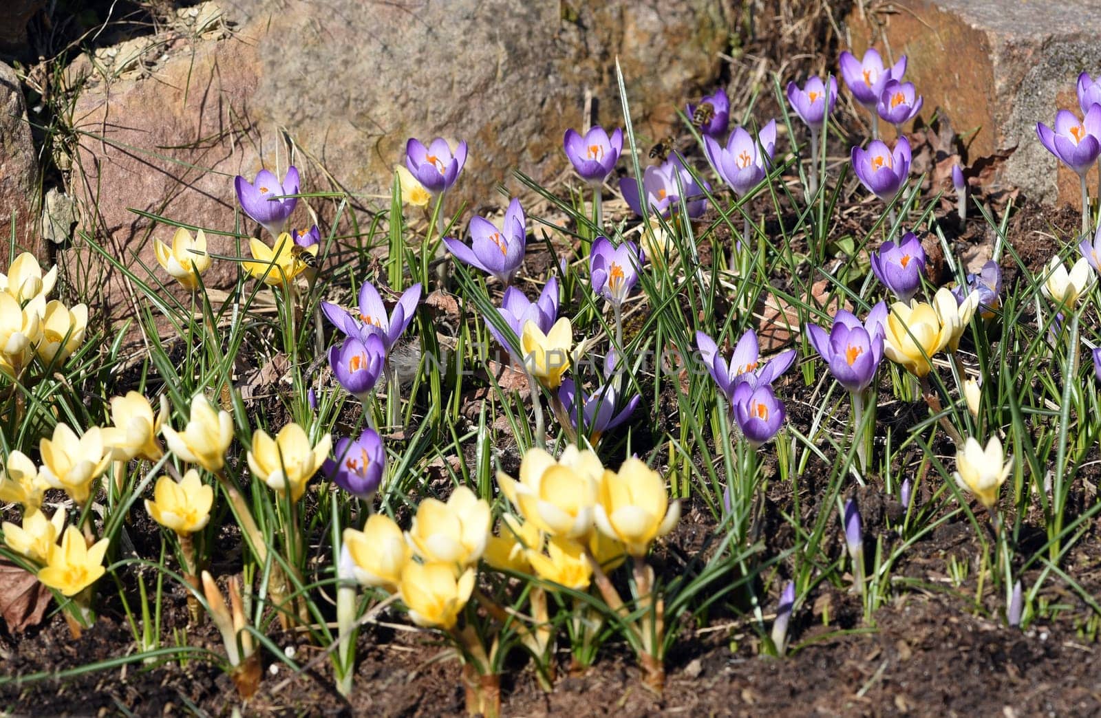 Crocus,Crocus tommasinianus is a bulbous plant that blooms in early spring. Crocus,Crocus tommasinianus is a bulbous plant that flowers in early spring.