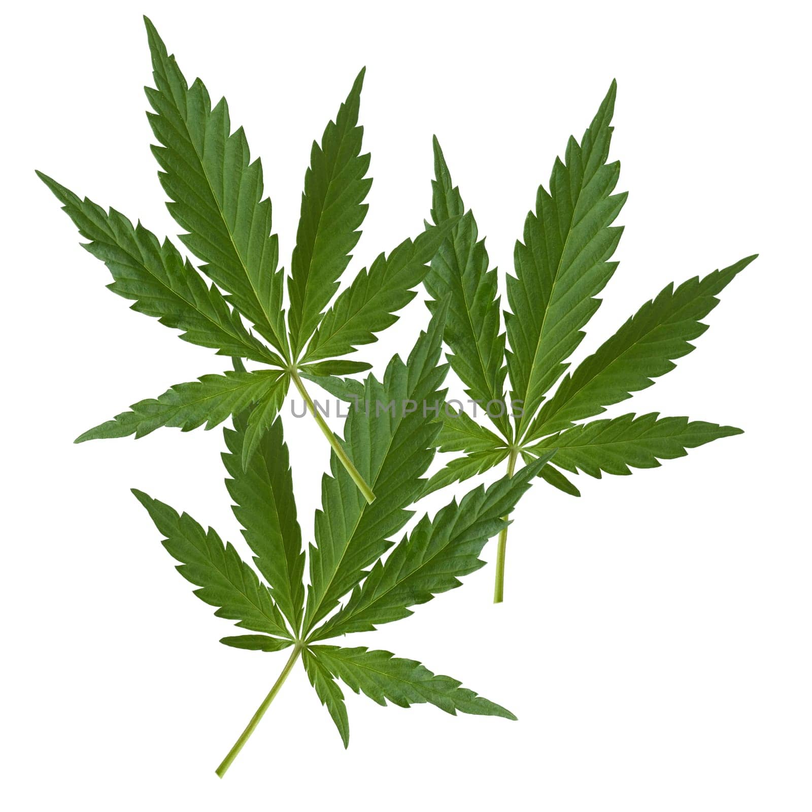Hemp,cannabis indica is a useful and narcotic plant that is also used in medicine. Hemp,cannabis indica is a useful and narcotic plant that is also used in medicine.