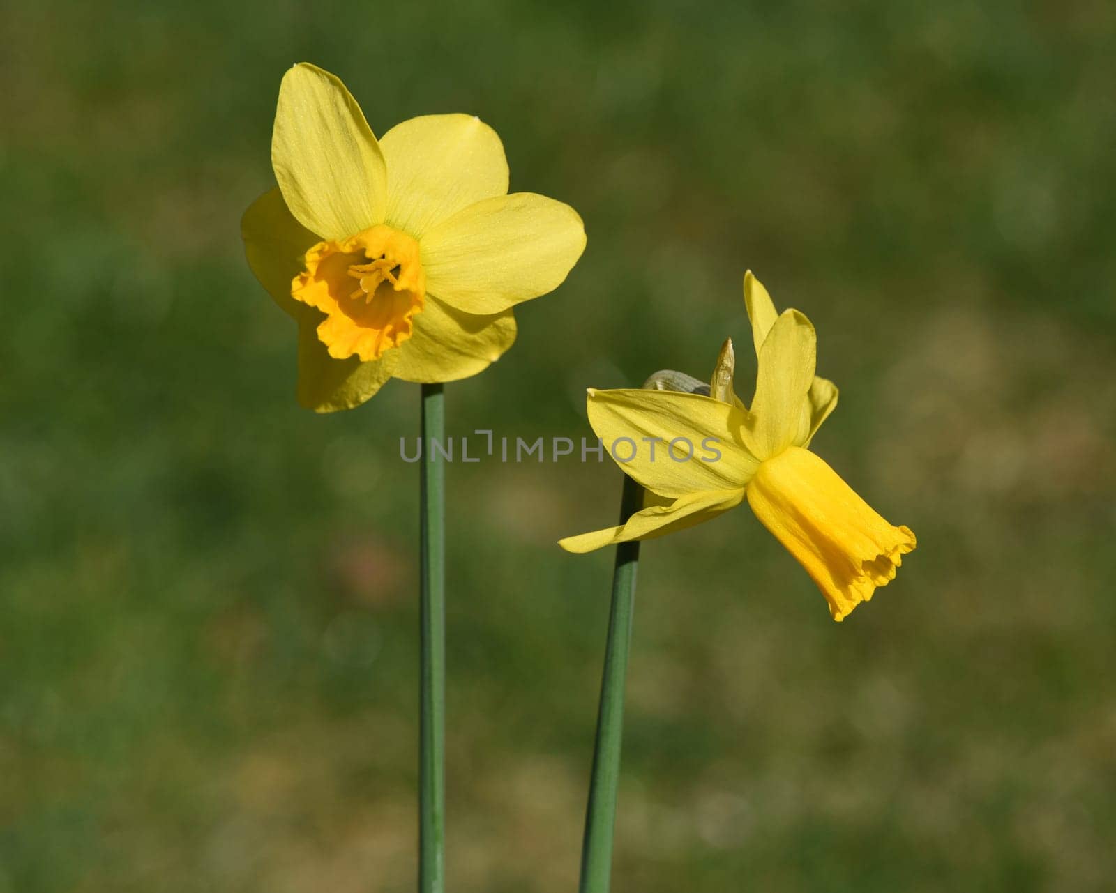Daffodils are very attractive early blues with predominantly yellow flowers. Daffodils are very attractive early bloomers with predominantly yellow flowers.