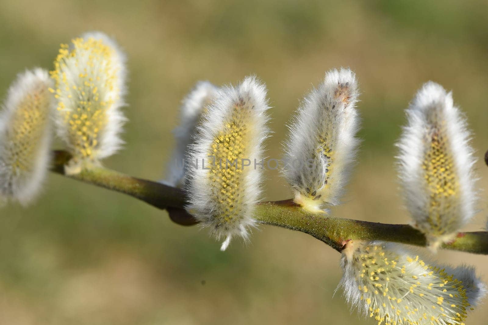 Willows with their willow trees,Salix are early blues that serve the bees as the first food in spring. Willows with their pussy willows,salix,are early bloomers that serve as the first food for the bees in spring.