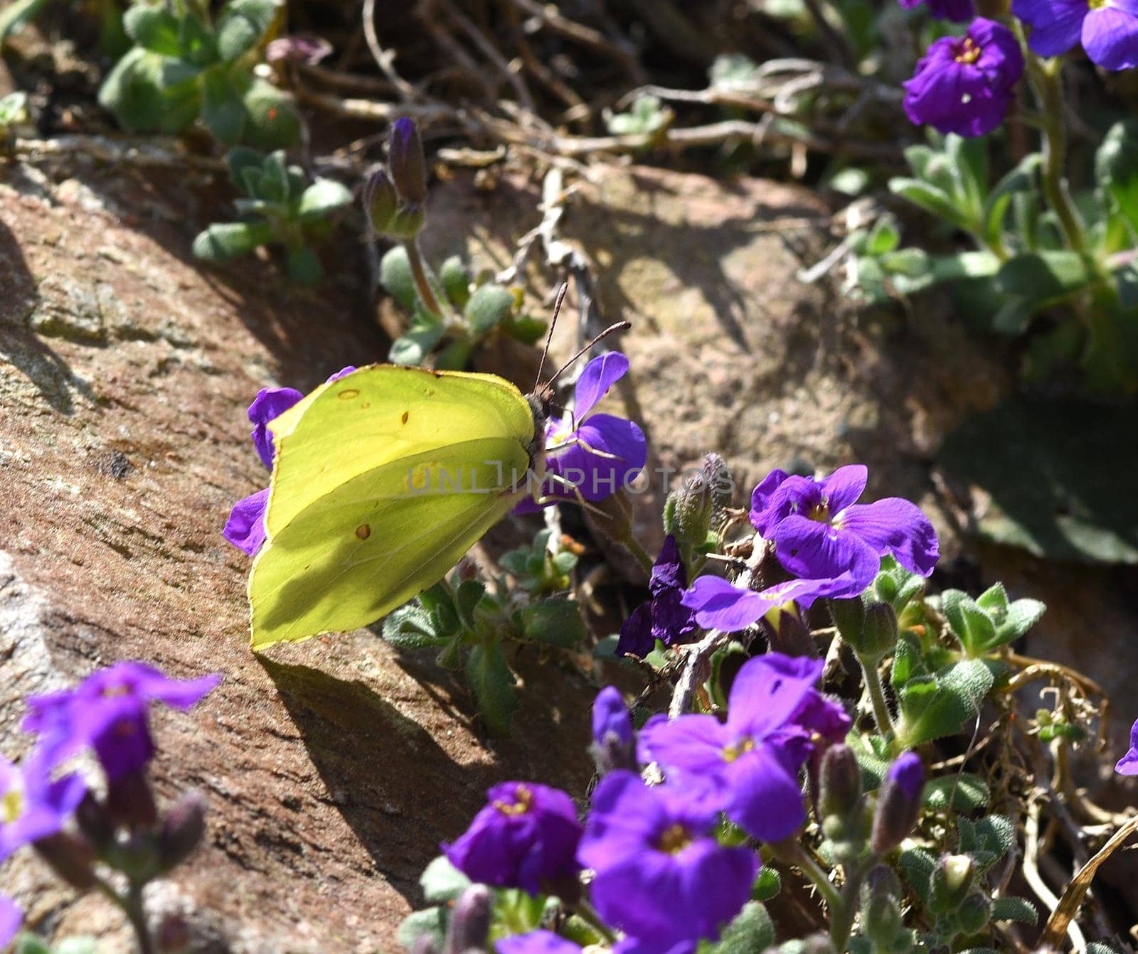 Butterflies are insects with large wings. Butterflies are insects with large wings.
