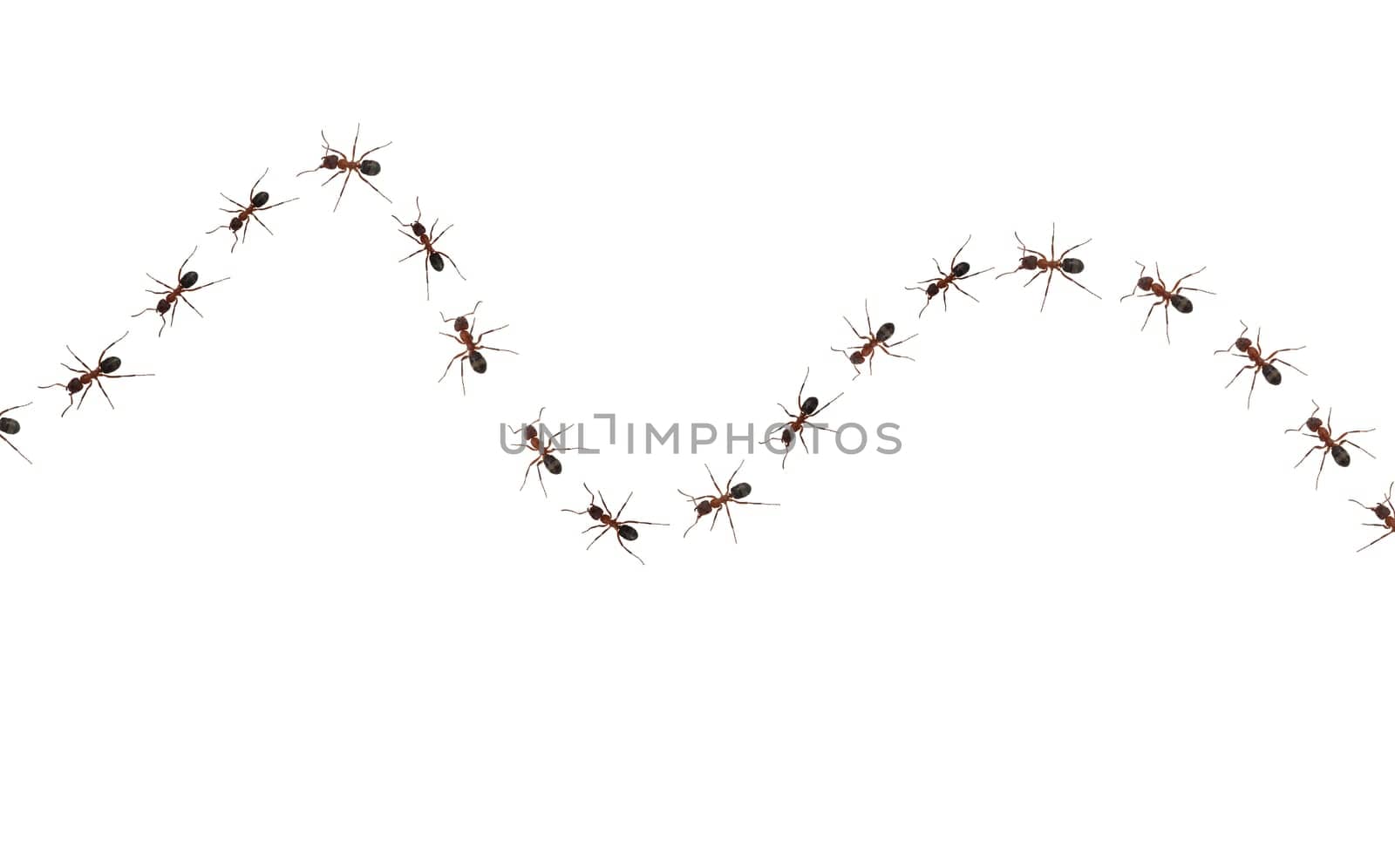 Red forest ant,Formica rufa,is a useful,protected insect that lives in the forest and forms large states. Red wood ant,Formica rufa,is a useful,protected insect that lives in the forest and forms large colonies.