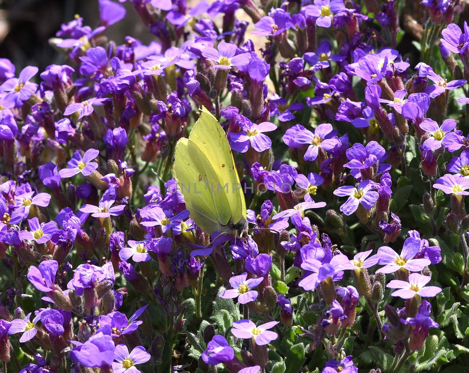 Butterflies are insects with large wings. Butterflies are insects with large wings.