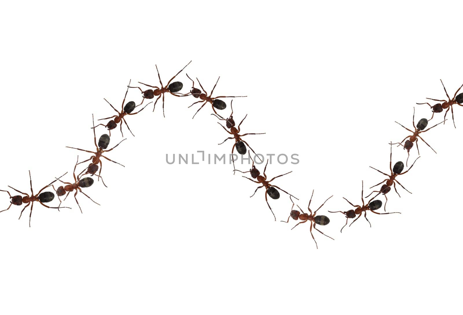 Red forest ant,Formica rufa,is a useful,protected insect that lives in the forest and forms large states. Red wood ant,Formica rufa,is a useful,protected insect that lives in the forest and forms large colonies.