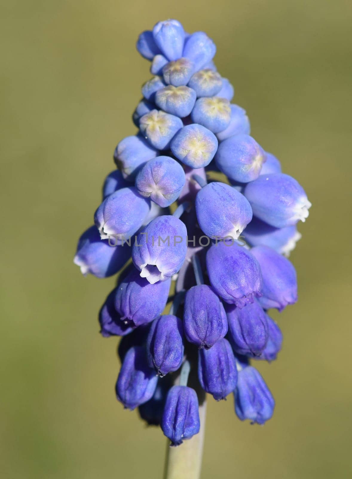 Grape hyacinth,Muscari latifolium is an early bluefish with beautiful blue flowers. Grape Hyacinth,Muscari latifolium is an early bloomer with beautiful blue flowers.