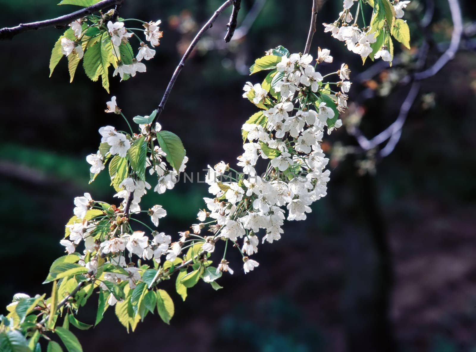 Blooming cherry tree in the garden