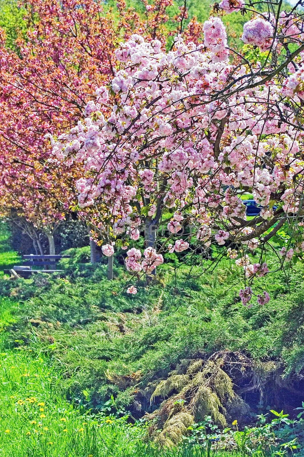 Spring in garden
