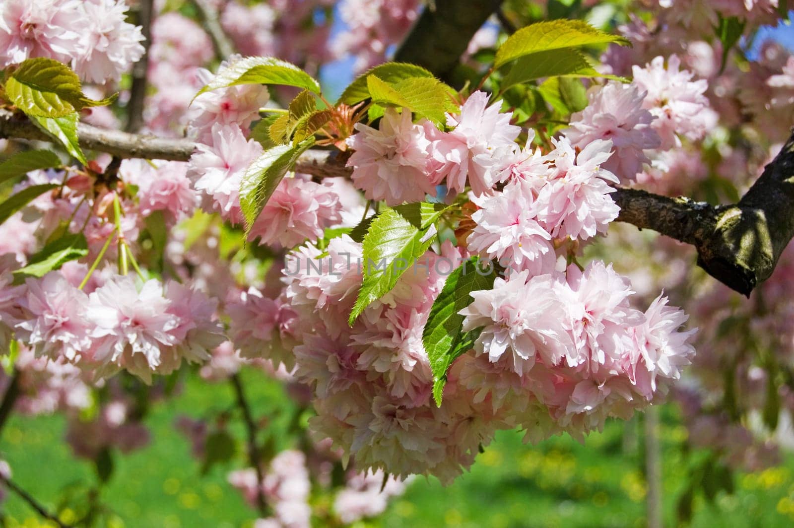 Spring in the garden