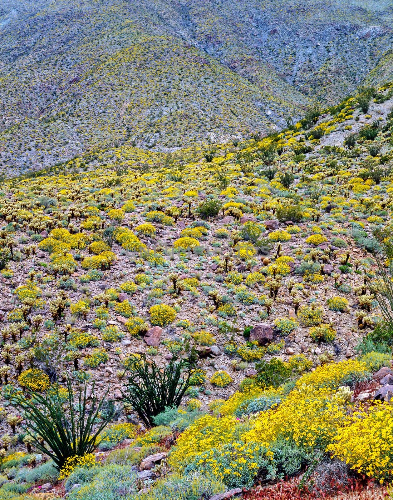 Sprinh in the Anza-Borego Desert in California