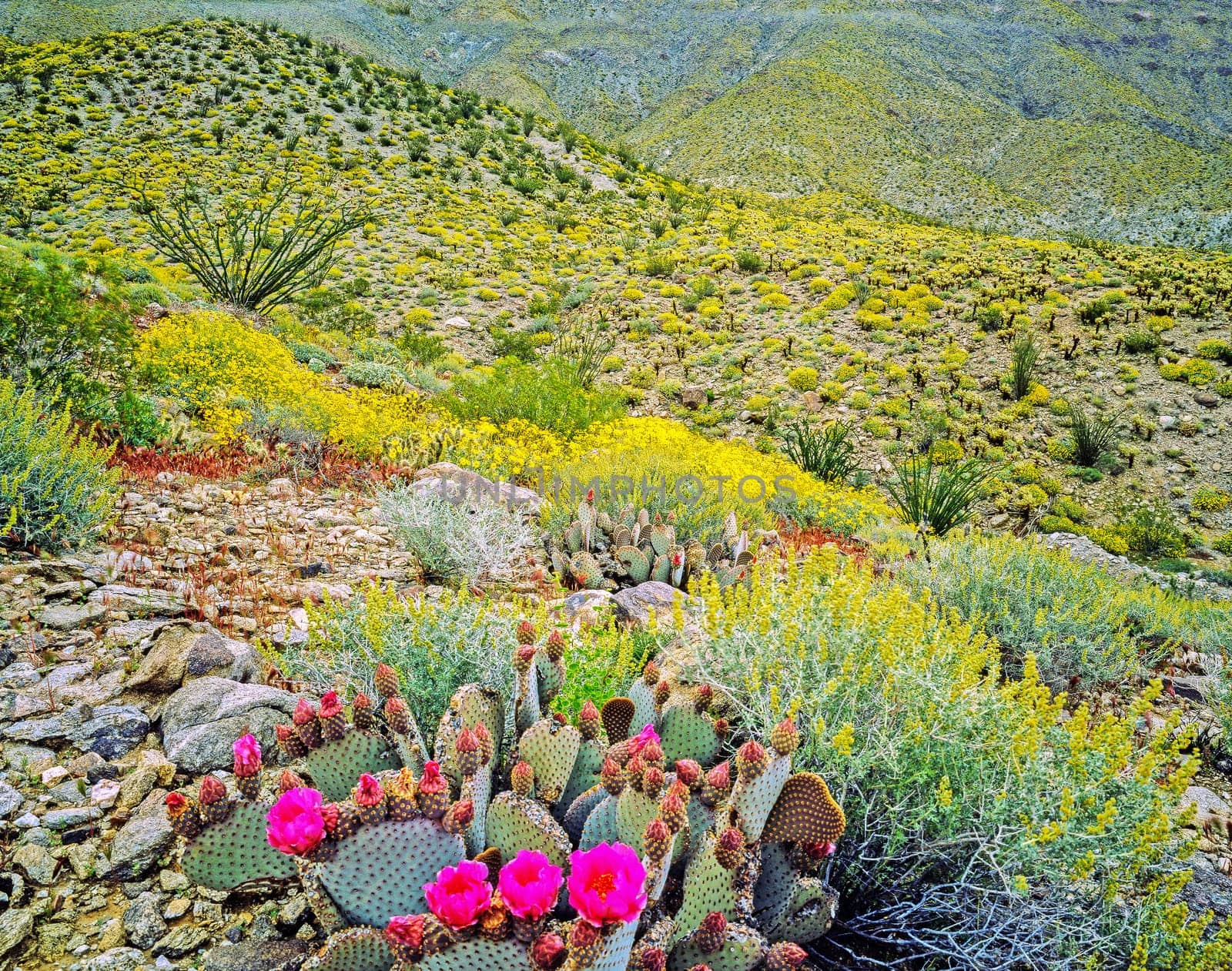 Blooming Desert at Spring in  Anza-Borego, California