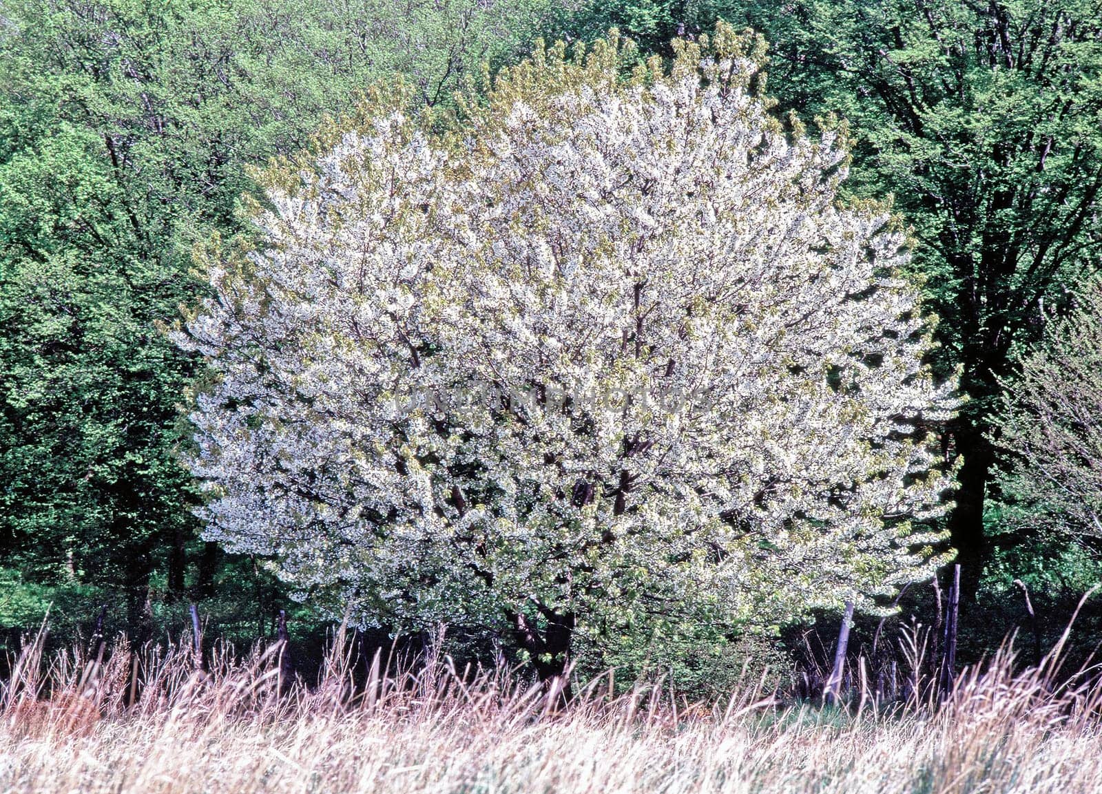 Spring with a blooming tree