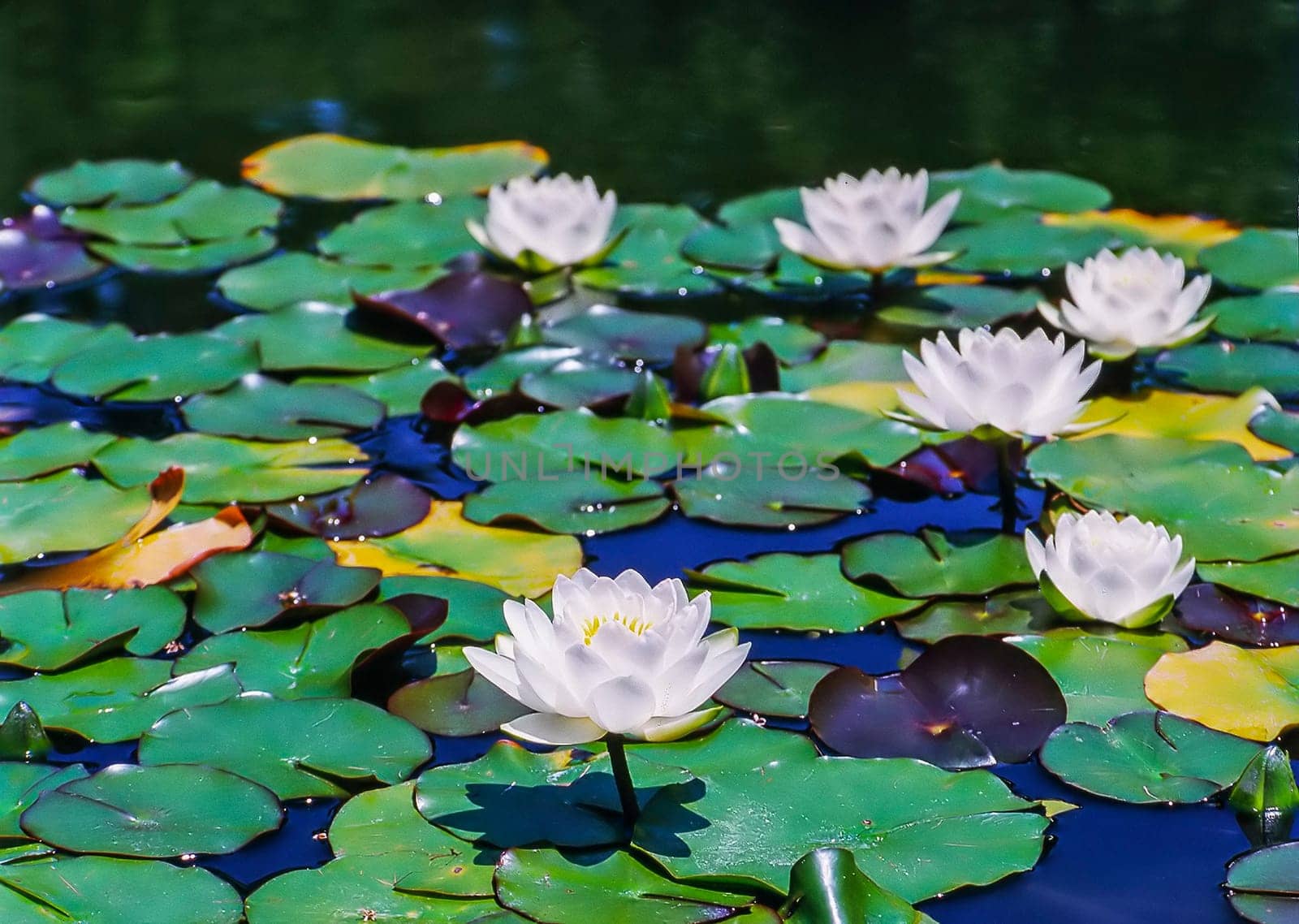 Close up of a Water Lily in pond